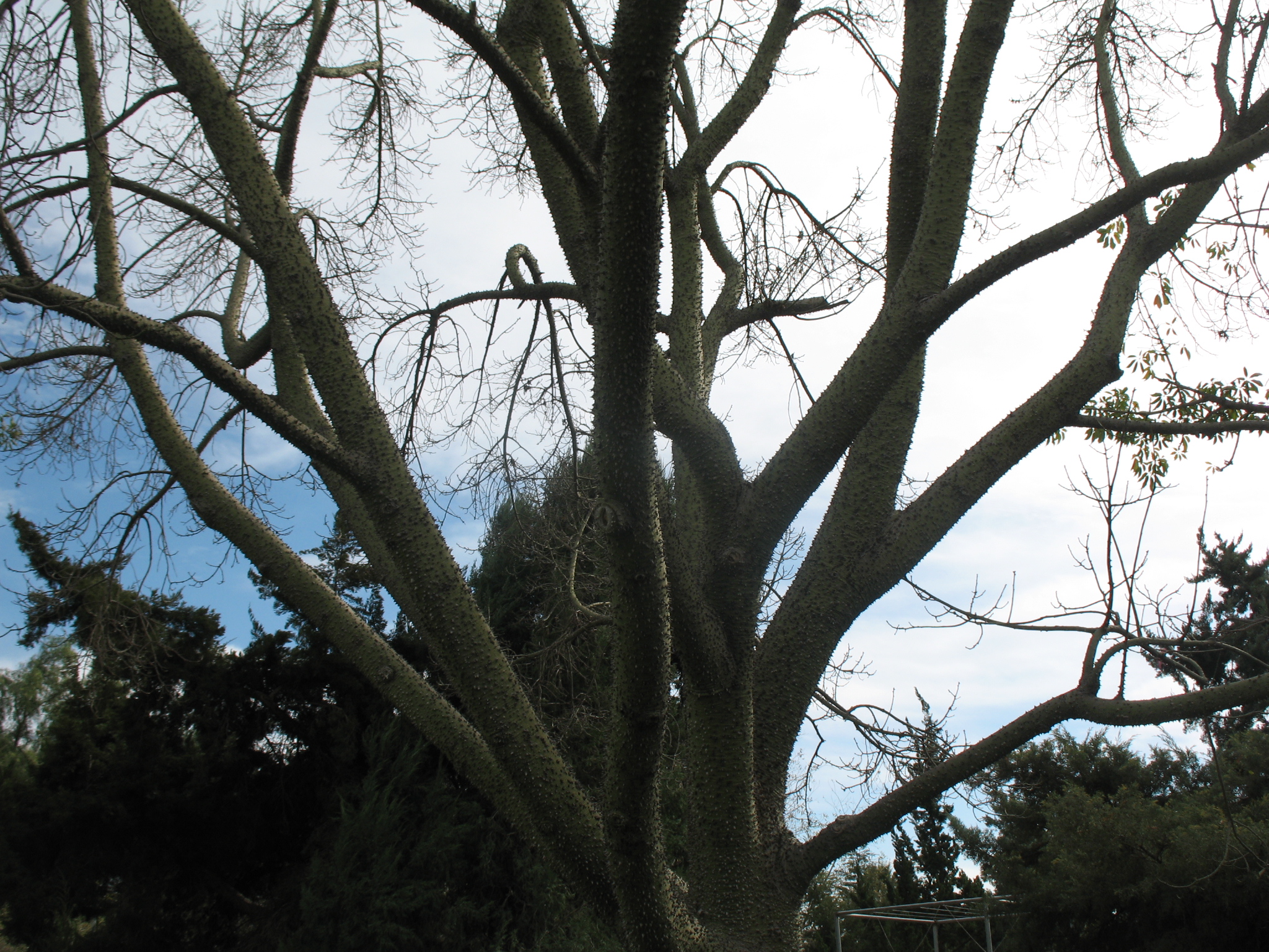 Chorisia speciosa  / Silk Floss Tree, Floss Silk Tree,