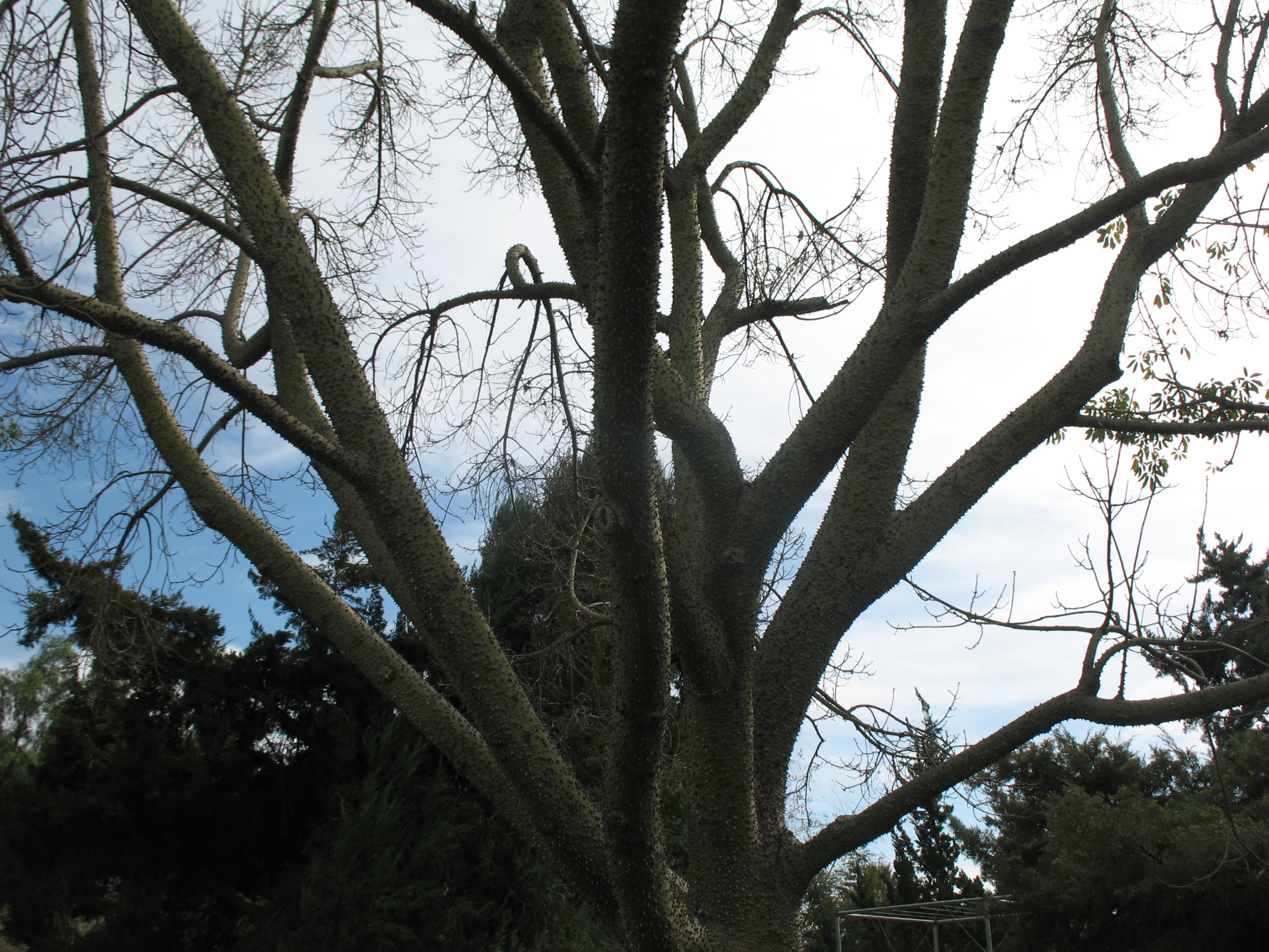 Chorisia speciosa  / Chorisia speciosa 