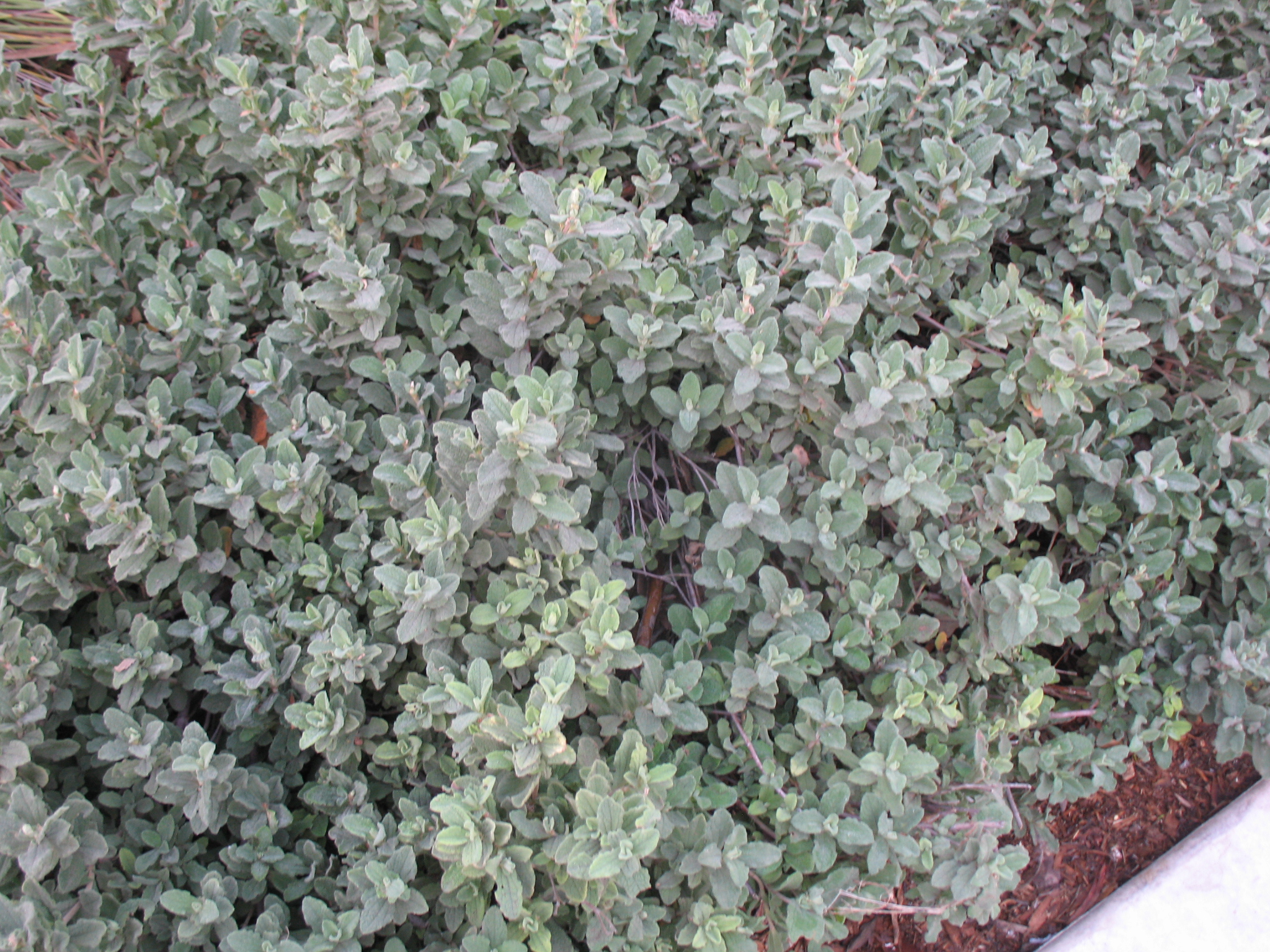 Cistus 'Sunset' / Sunset Rockrose, Rockrose