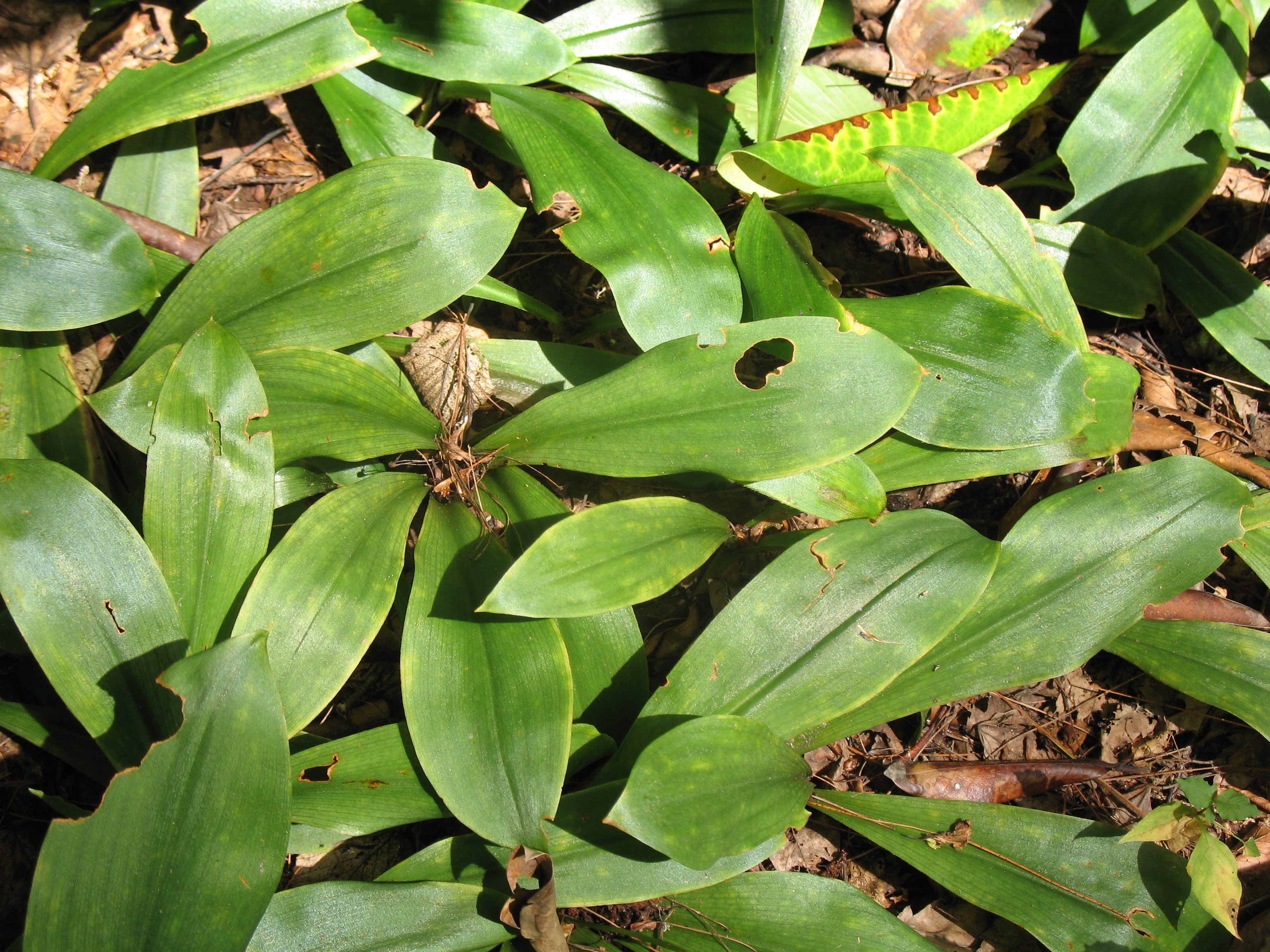 Clintonia umbellulata / Speckled Wood Lily, White Clintonia, Clintonia, Clinton's Lily