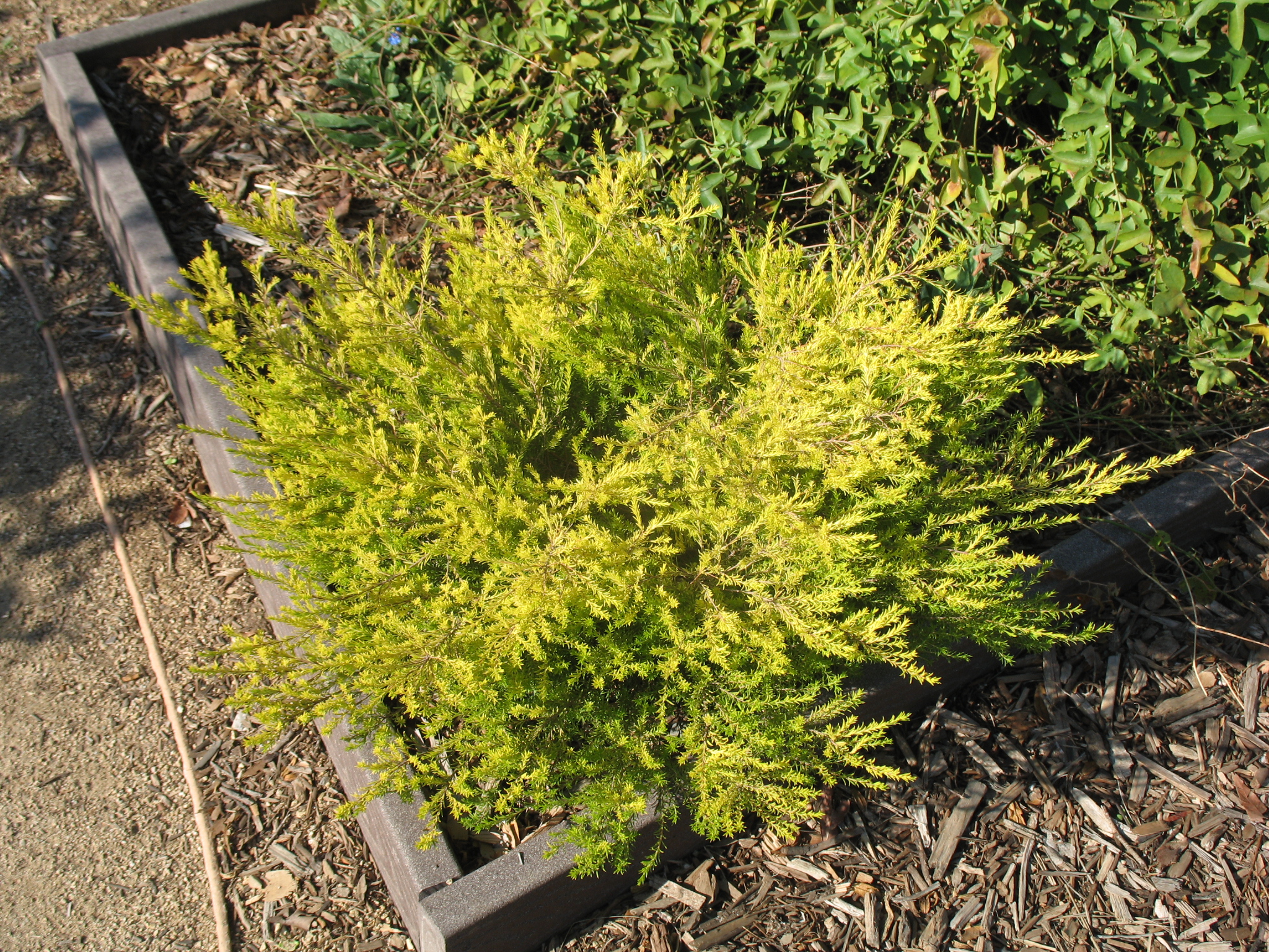 Coleonema pulchrum 'Pacific Gold'  / Gold Breath-of-Heaven