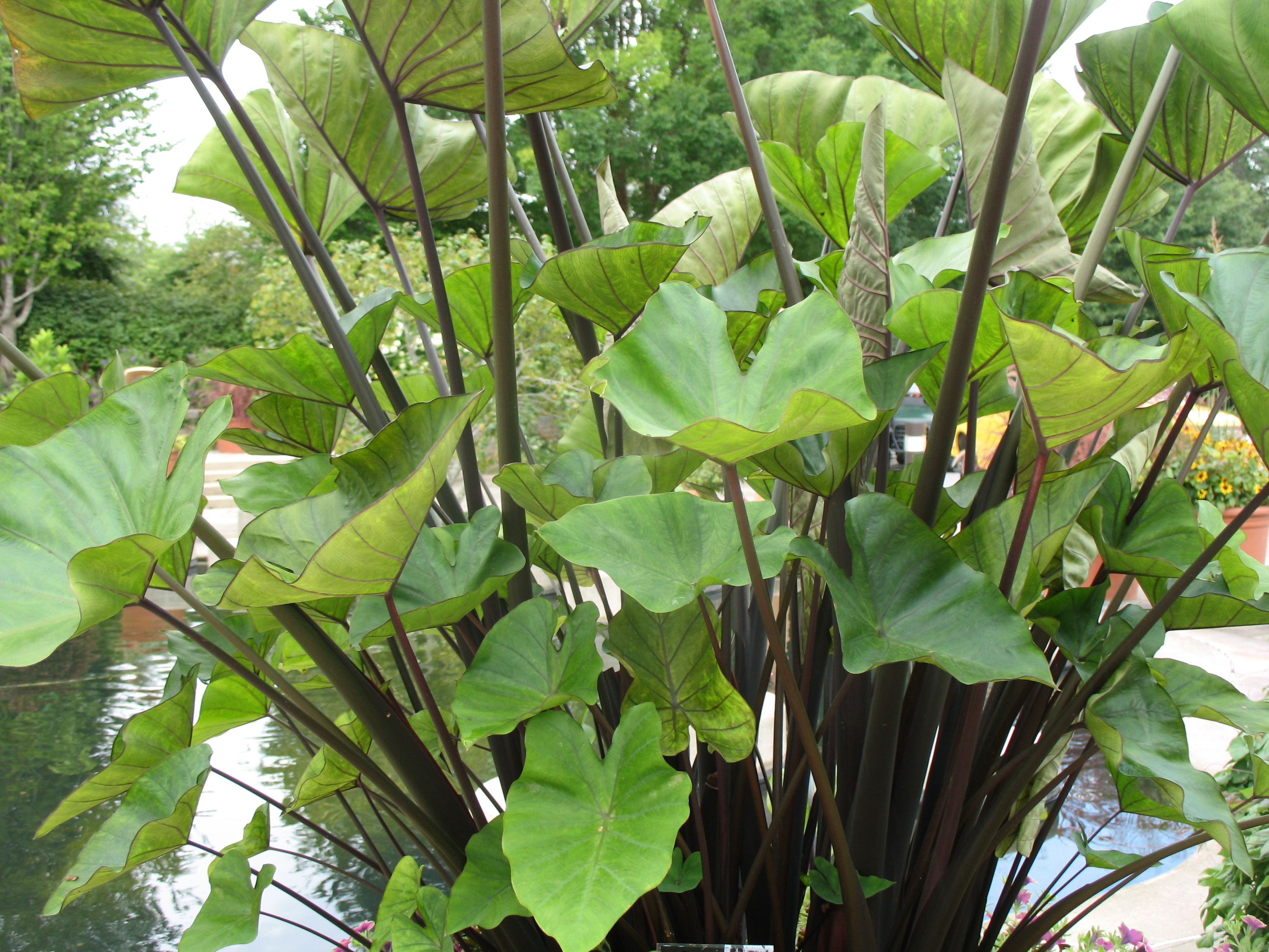 Colocasia esculenta 'Coffee Cups' / Elephant Ears