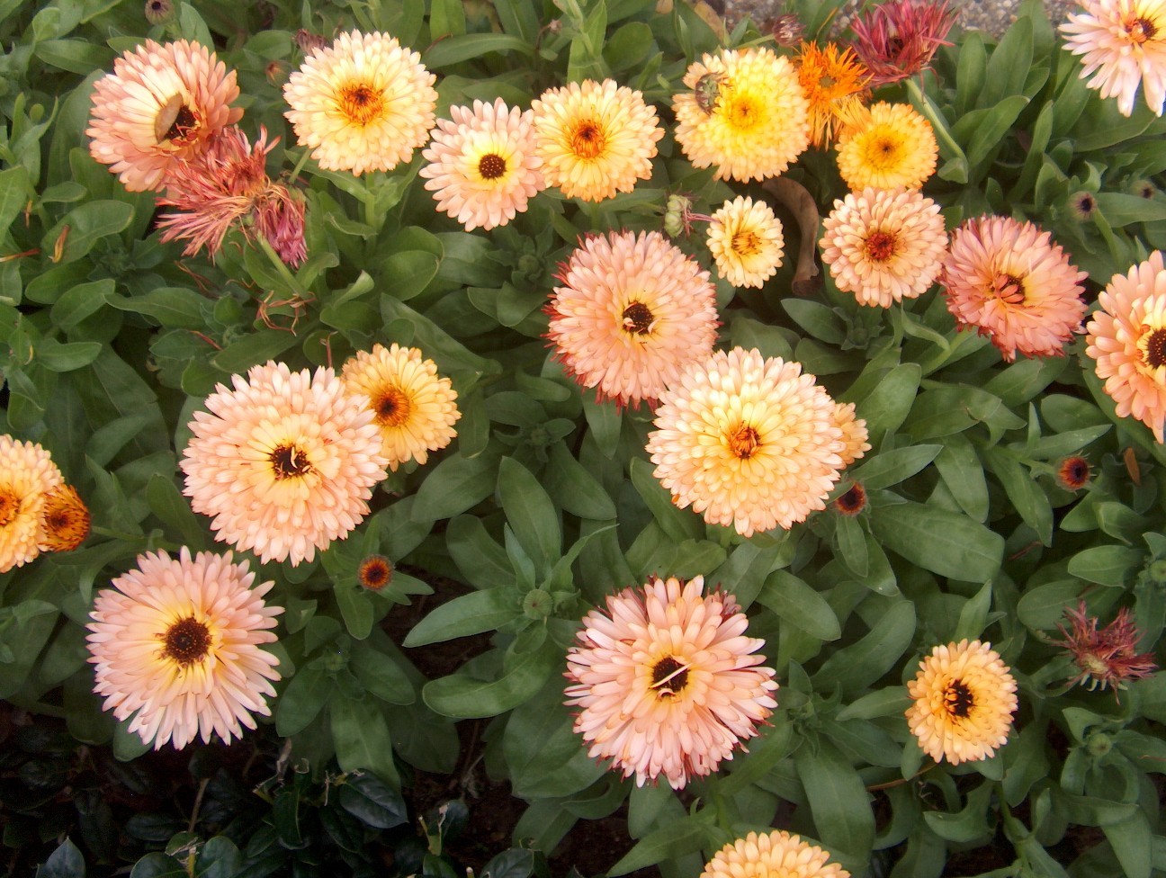 Calendula officinalis / Calendula