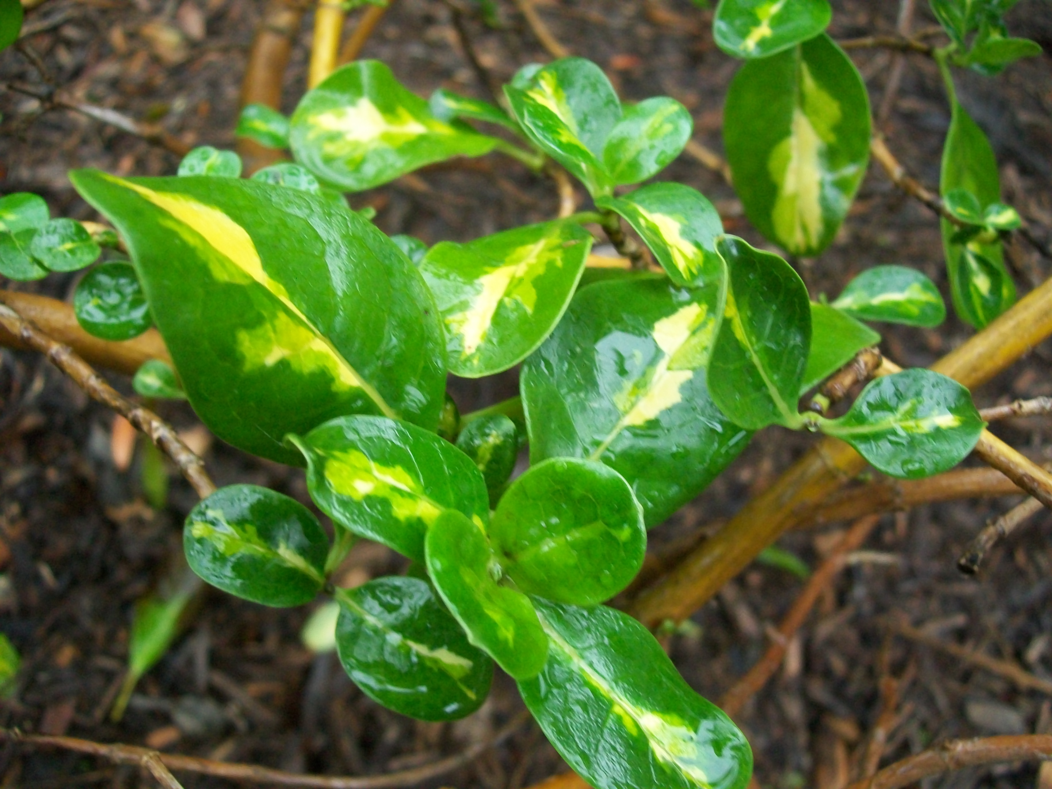 Coprosma repens 'Aurea' / Looking Glass Plant, Golden Mirror Plant