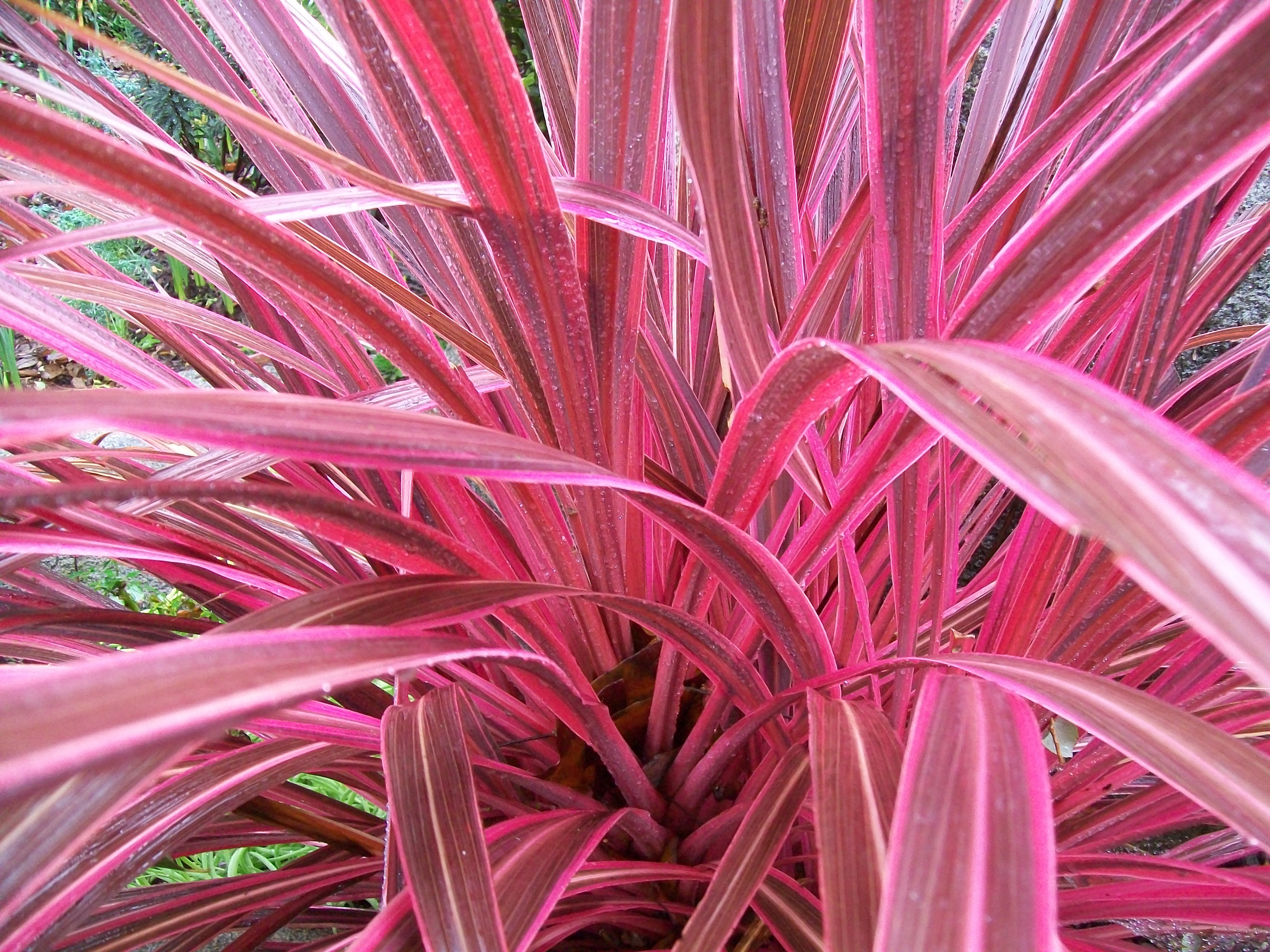 Cordyline 'Electric Pink' / Electric Pink Dracaena Palm, Cordyline