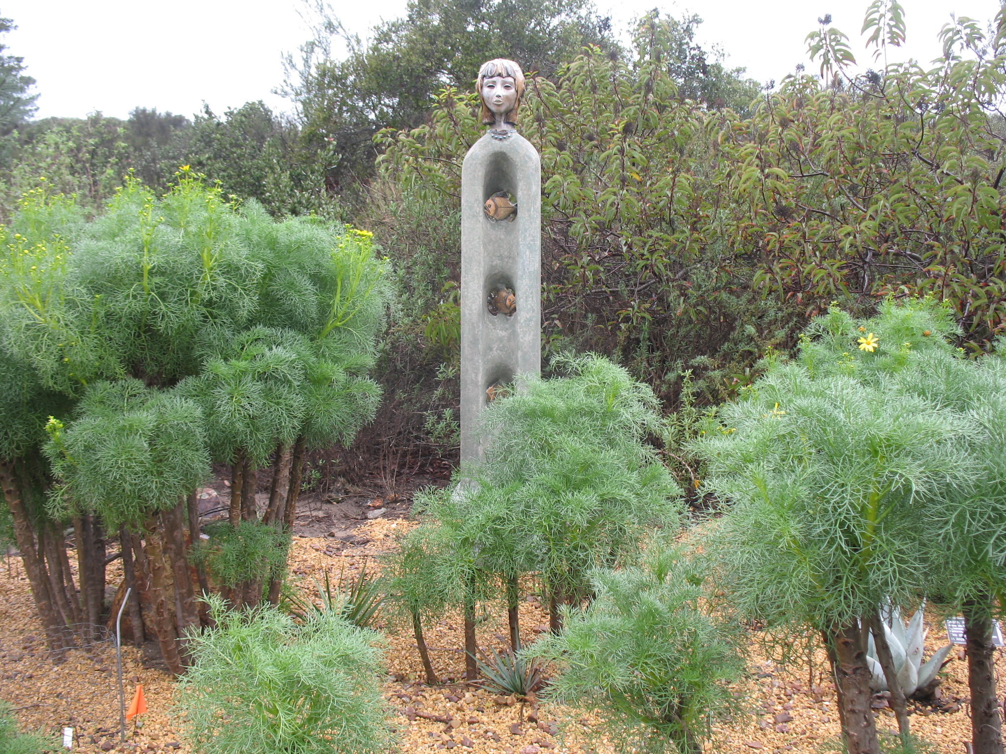 Coreopsis gigantea / Giant Coreopsis