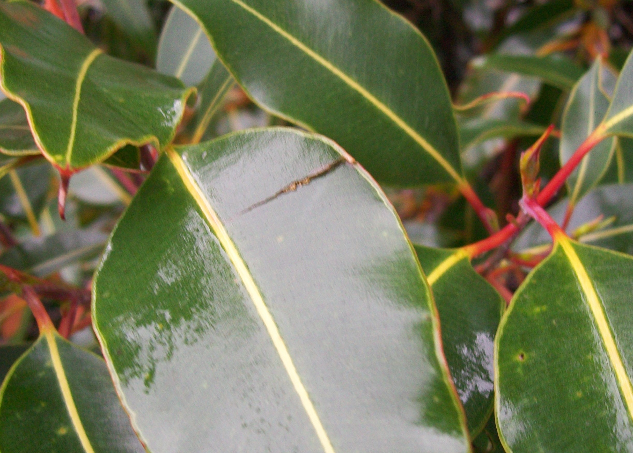 Corymbia ficifolia / Red Flowering Gum, Flowering Gum, Scarlet Flowering Gum