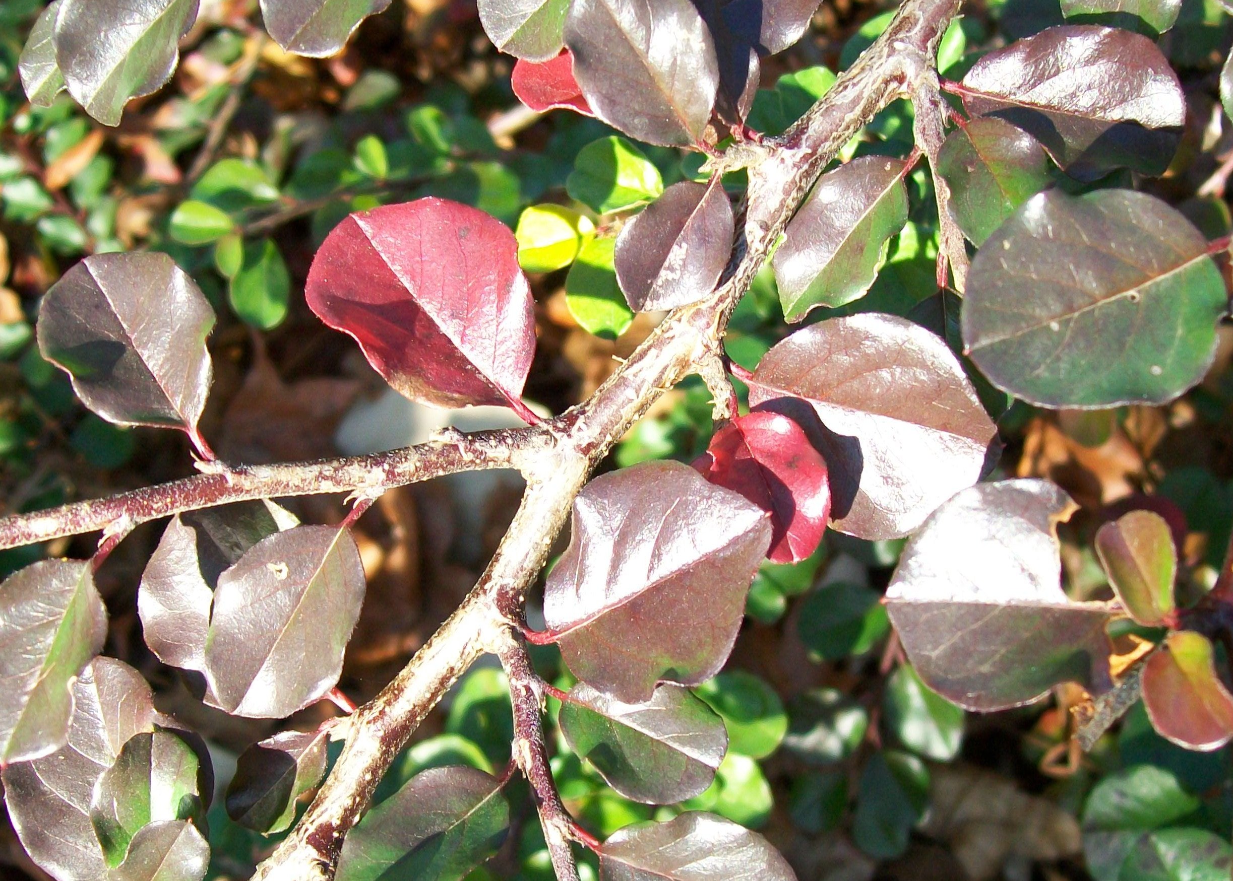 Cotoneaster apiculatus / Cranberry Cotoneaster
