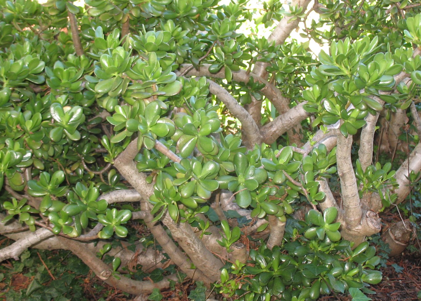 Crassula argentea / Jade Plant