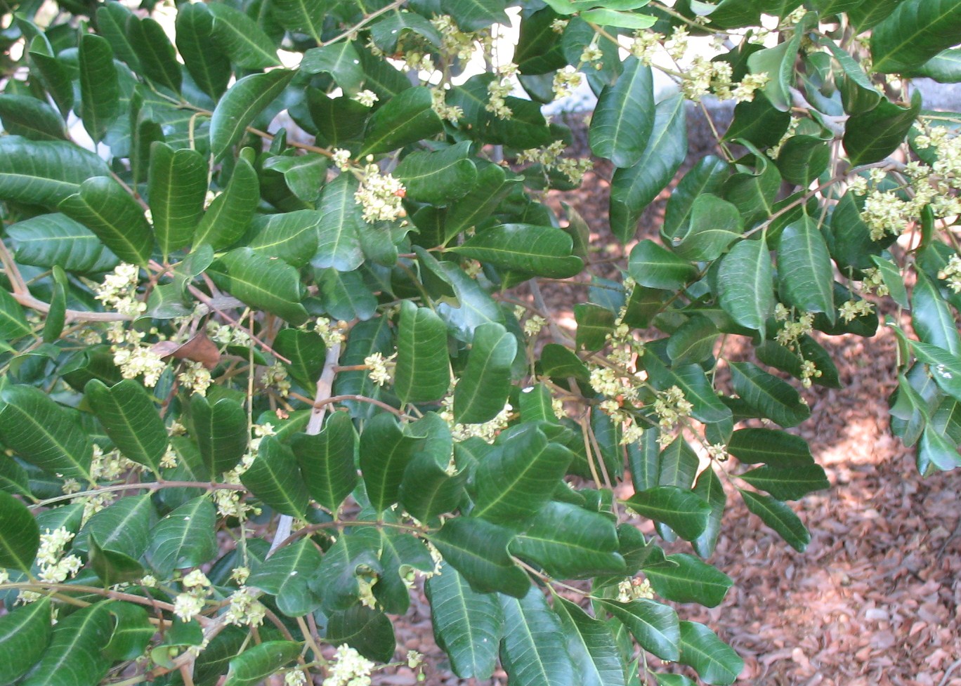 Cupaniopsis anacardioides / Cupaniopsis anacardioides