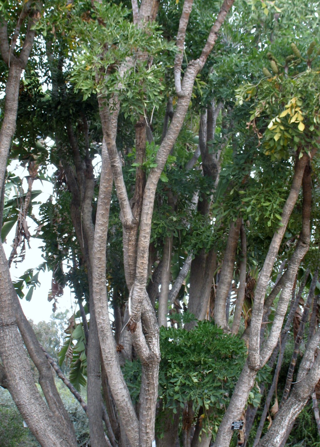 Cussonia spicata / Cabbage Tree