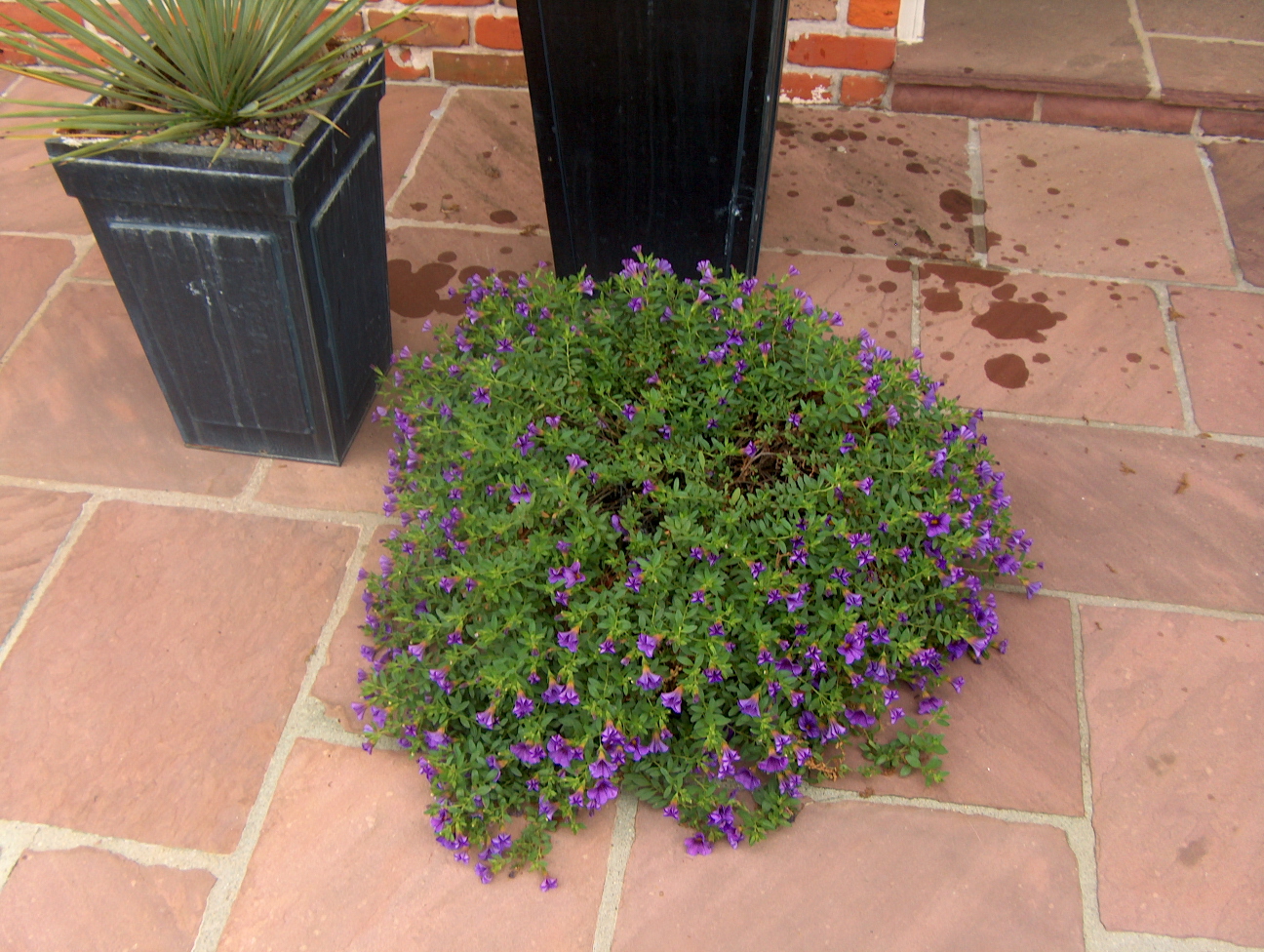 Calibrachoa x hybrida / Calibrachoa x hybrida