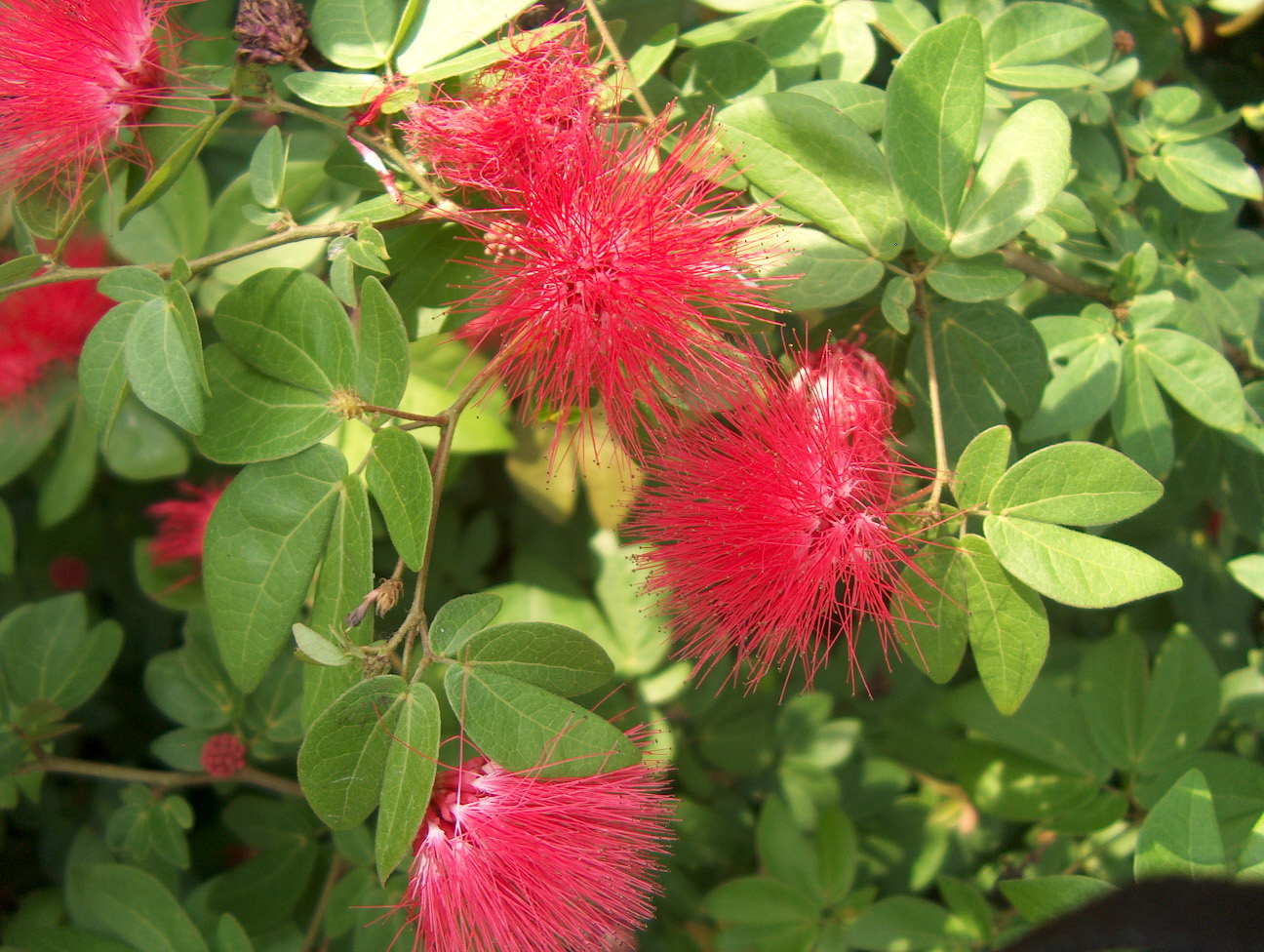 Calliandra haematocephala 'Nana' / Dwarf Red Powder Puff