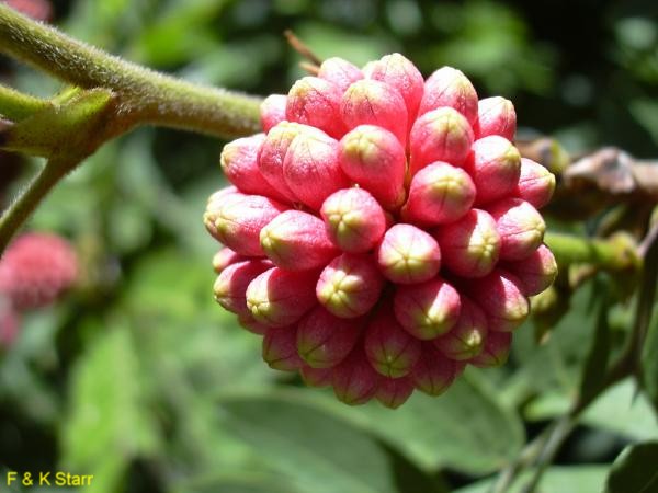 Calliandra haematocephala / Calliandra haematocephala