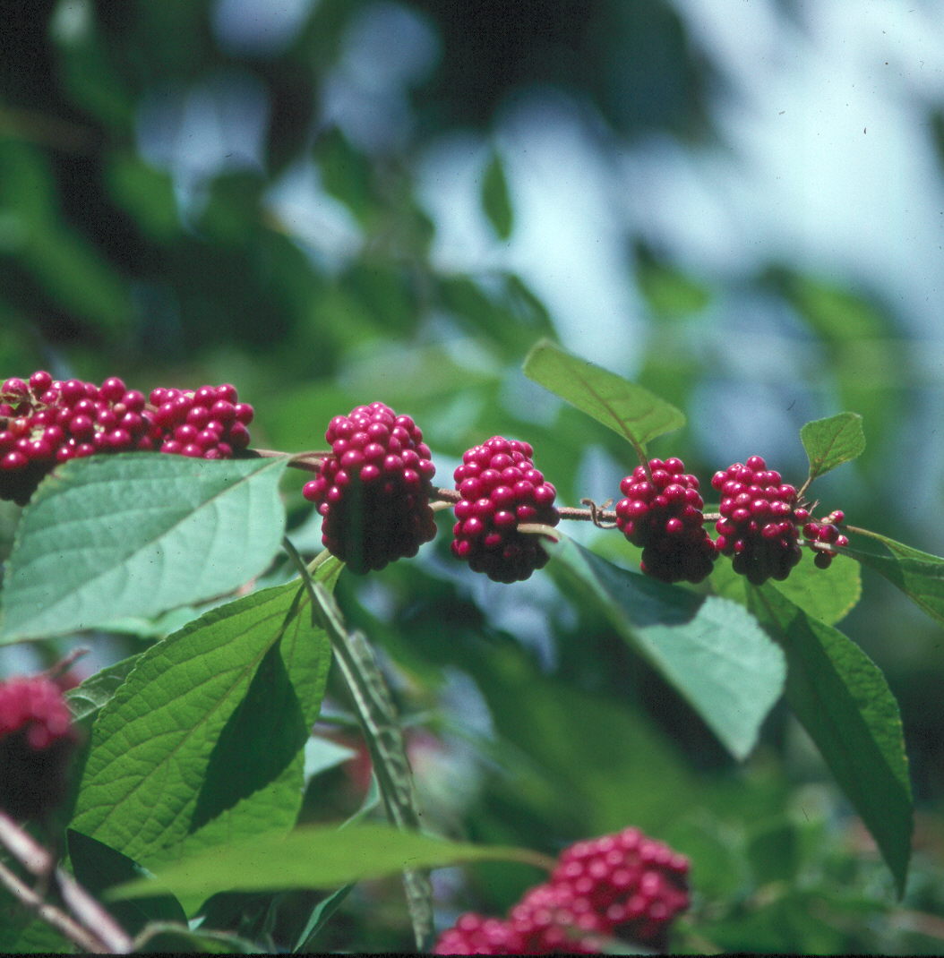 Callicarpa americana  / American Beautyberry