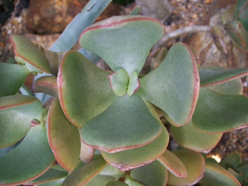 Crassula arborescens  / Crassula arborescens 