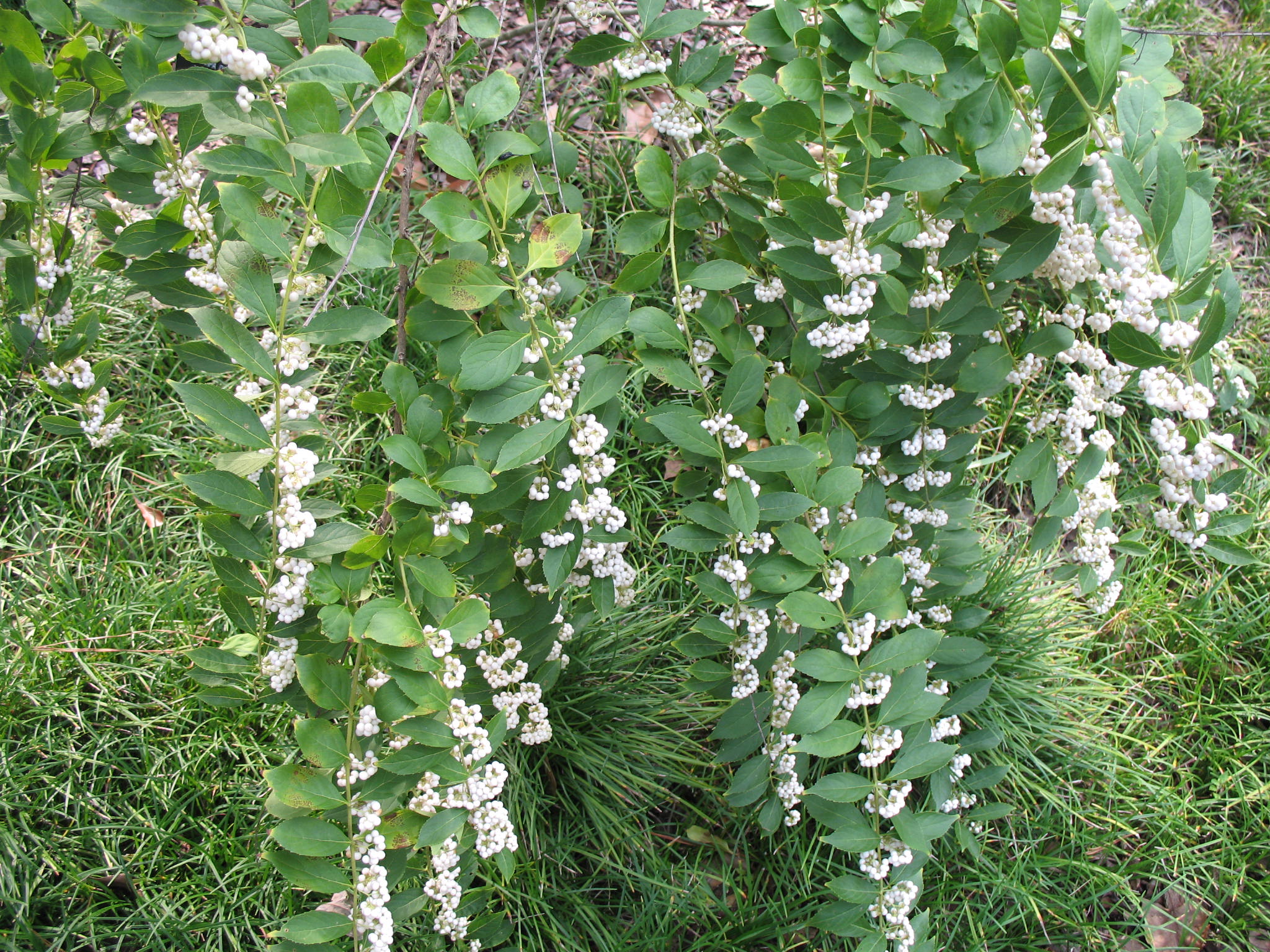 Callicarpa dichotoma 'Albifructus'   / White Beautyberry