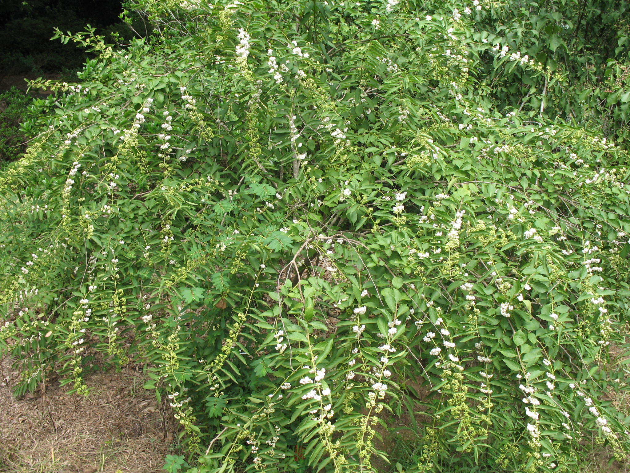 Callicarpa dichotoma 'Shirobana'   / Japanese Beautyberry