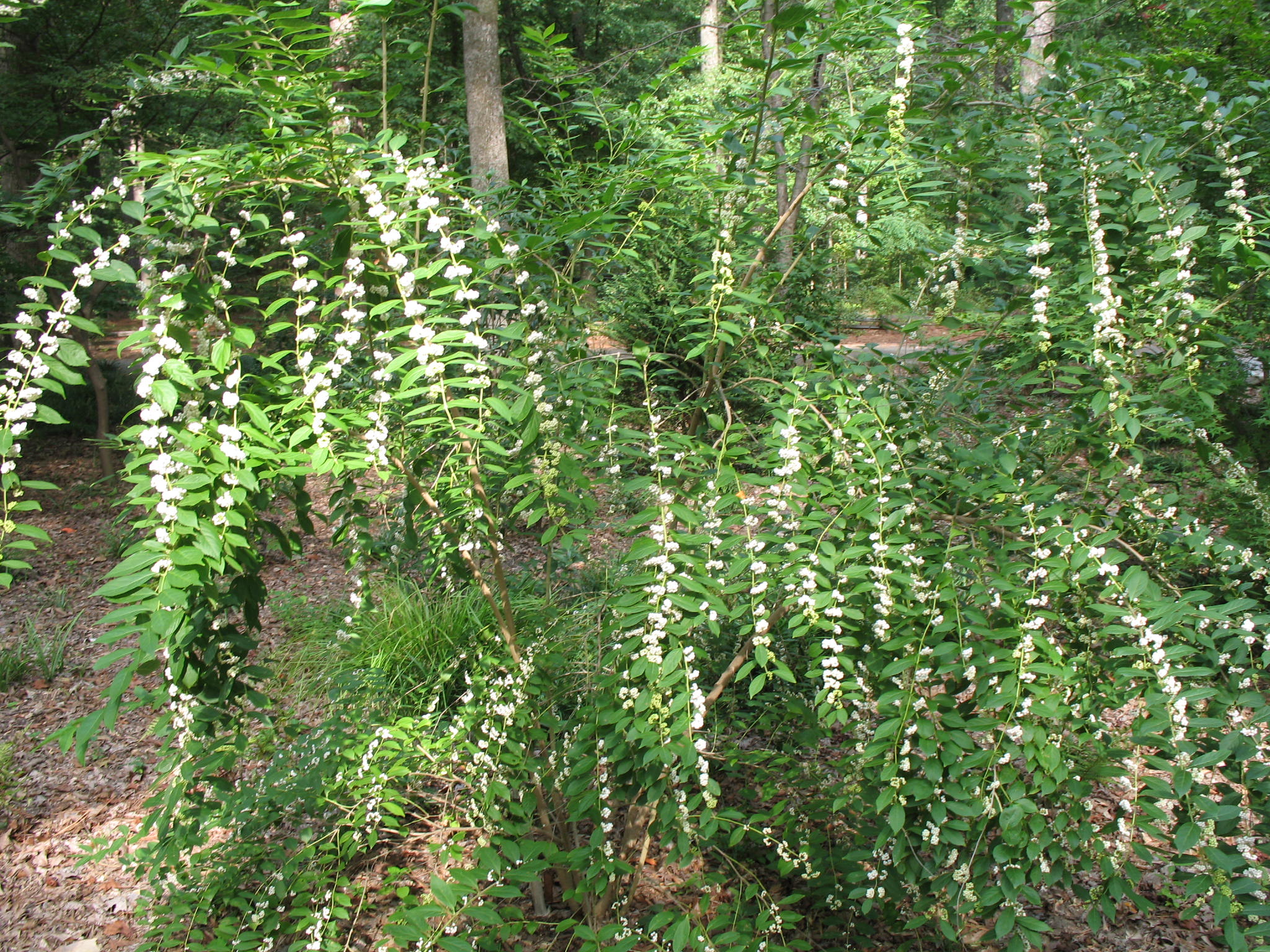 Callicarpa japonica 'Leucocarpa'   / Japanese Beautyberry