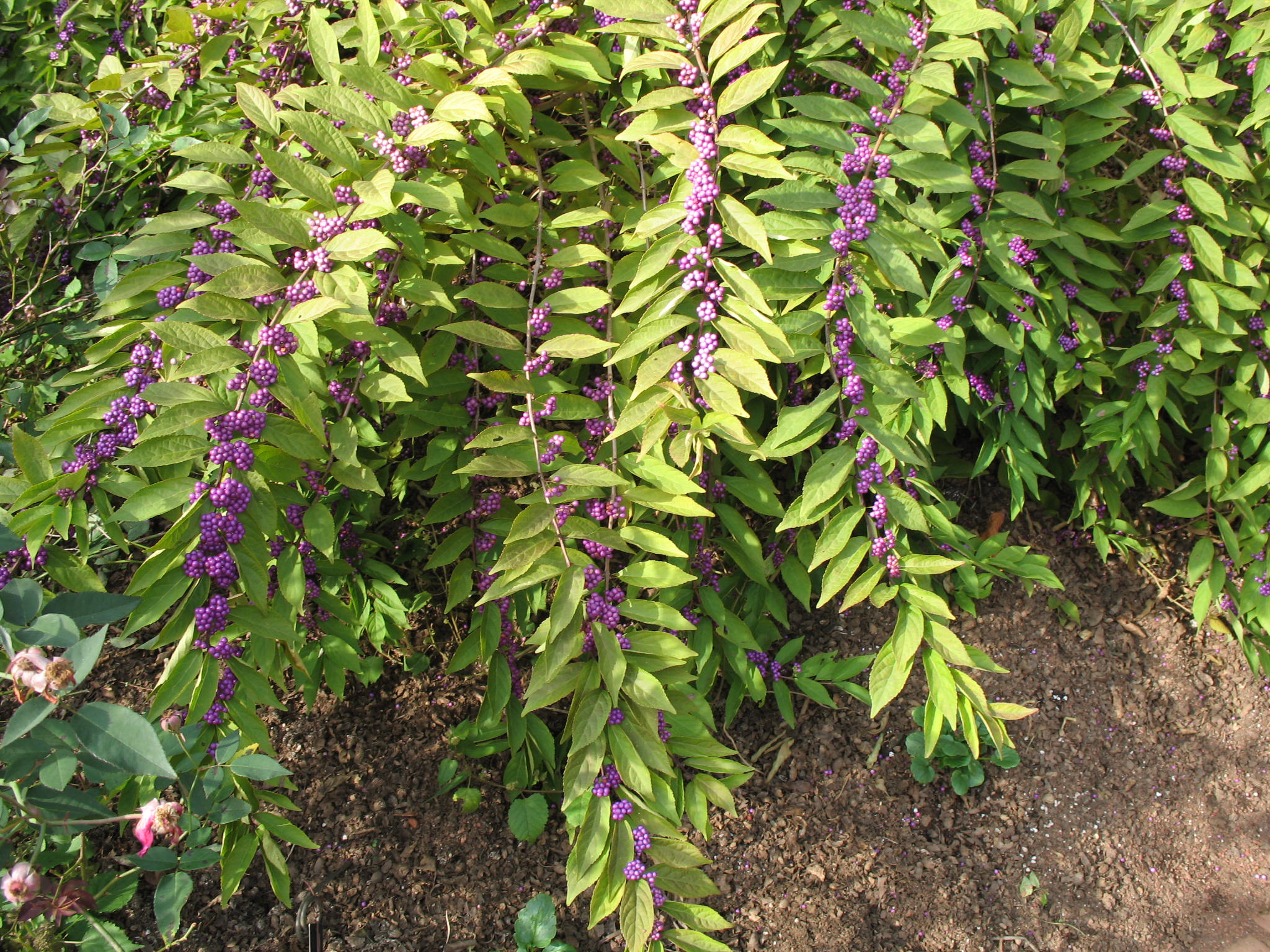 Callicarpa japonica / Japanese Beautyberry