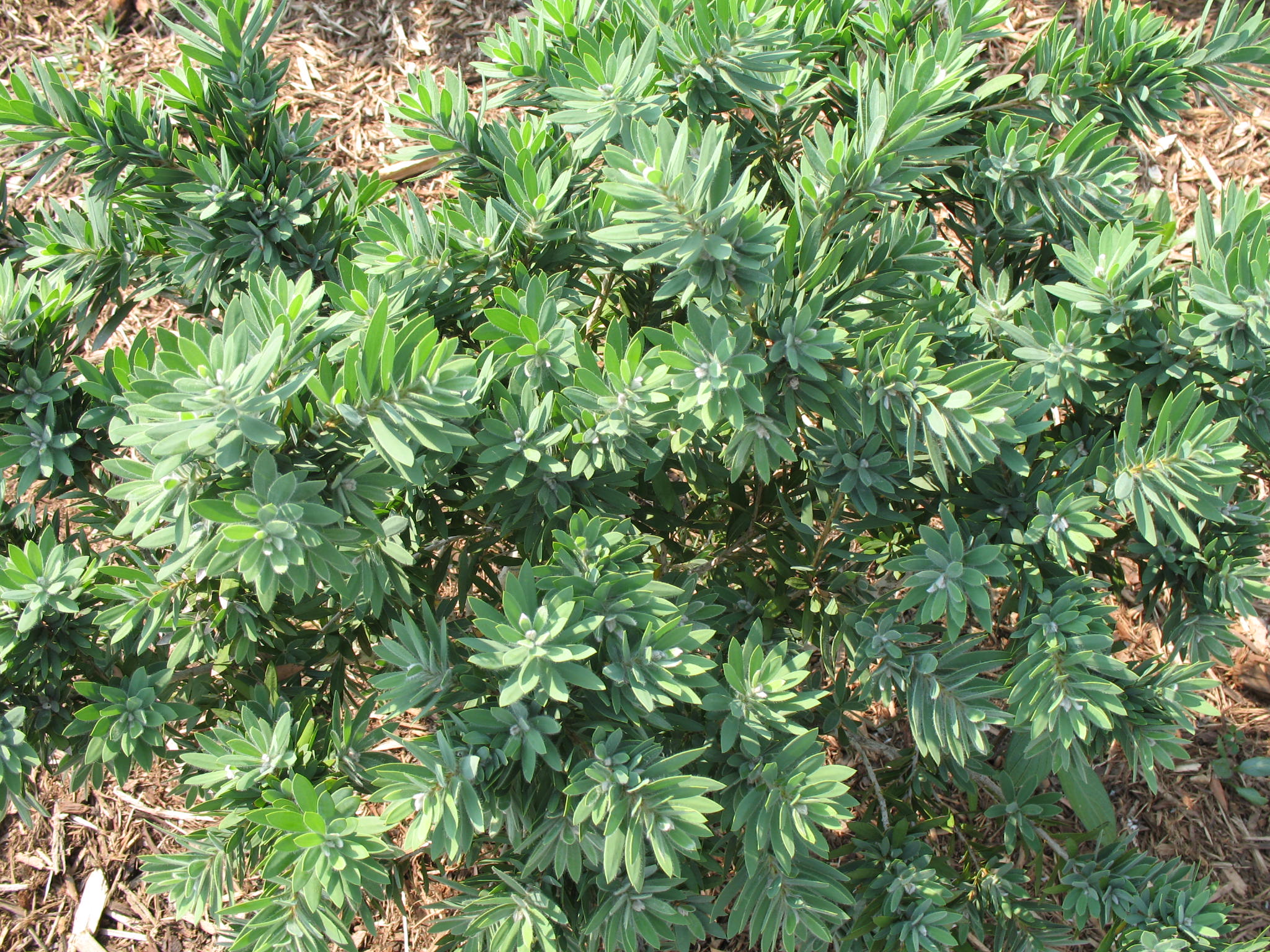 Callistemon citrinus 'Little John' / Dwarf Bottlebrush