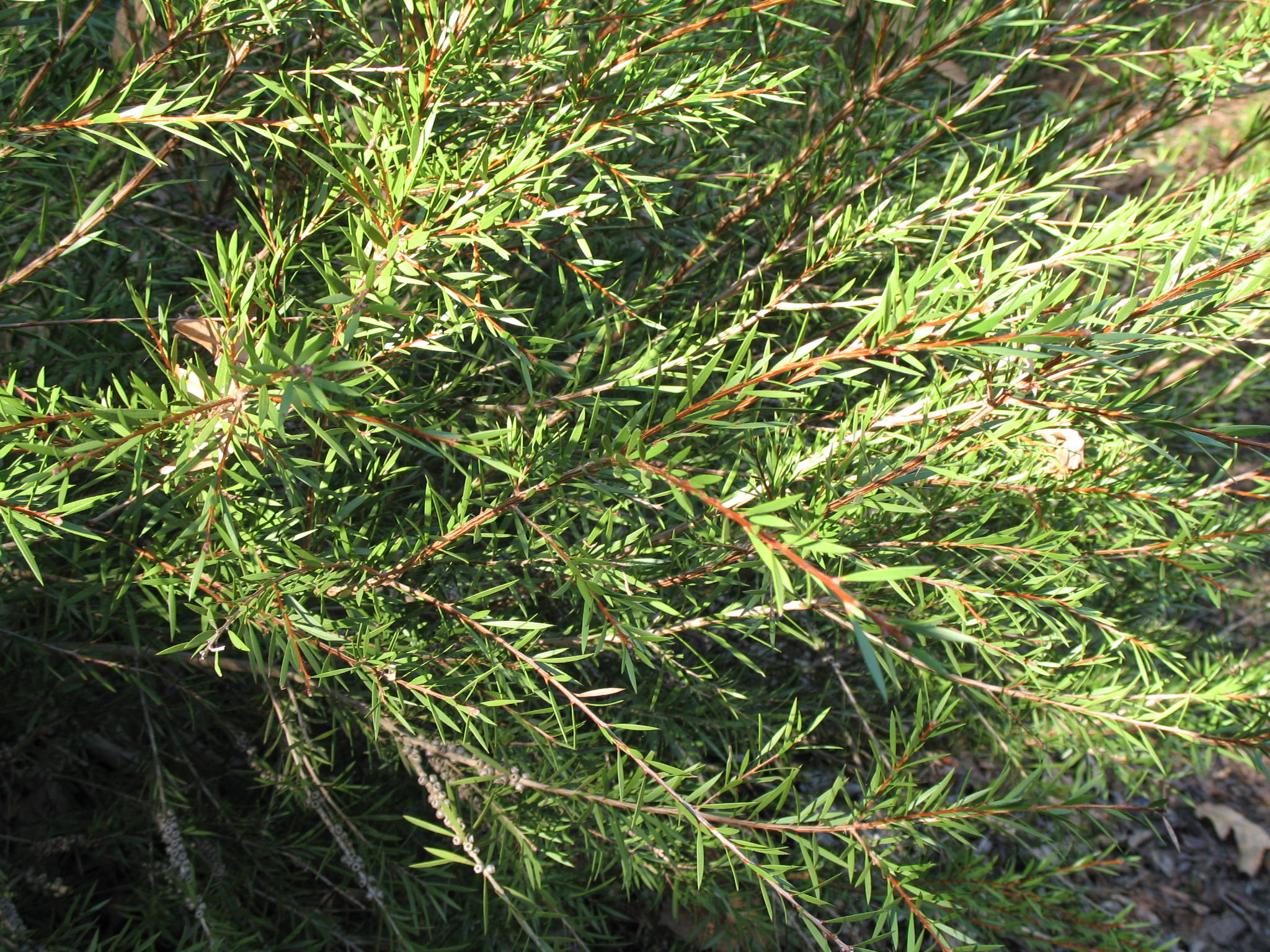 Callistemon rigidus 'Woodlander's Hardy'   / Callistemon rigidus 'Woodlander's Hardy'  