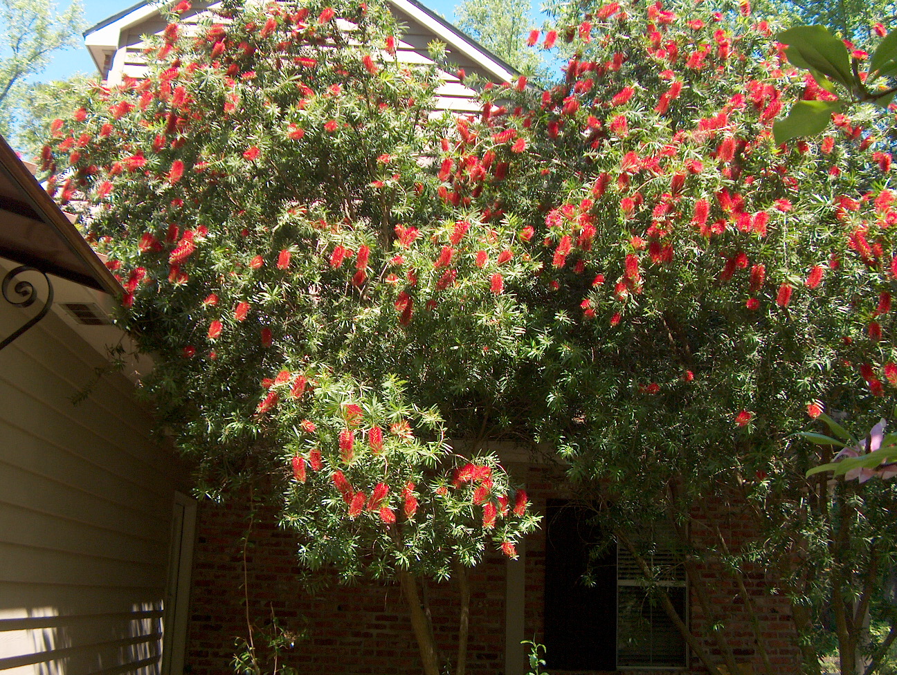 Callistemon rigidus / Bottlebrush