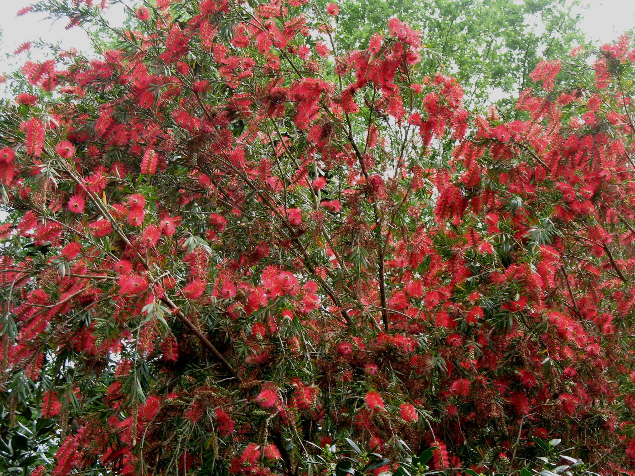 Callistemon viminalis / Weeping Bottlebrush