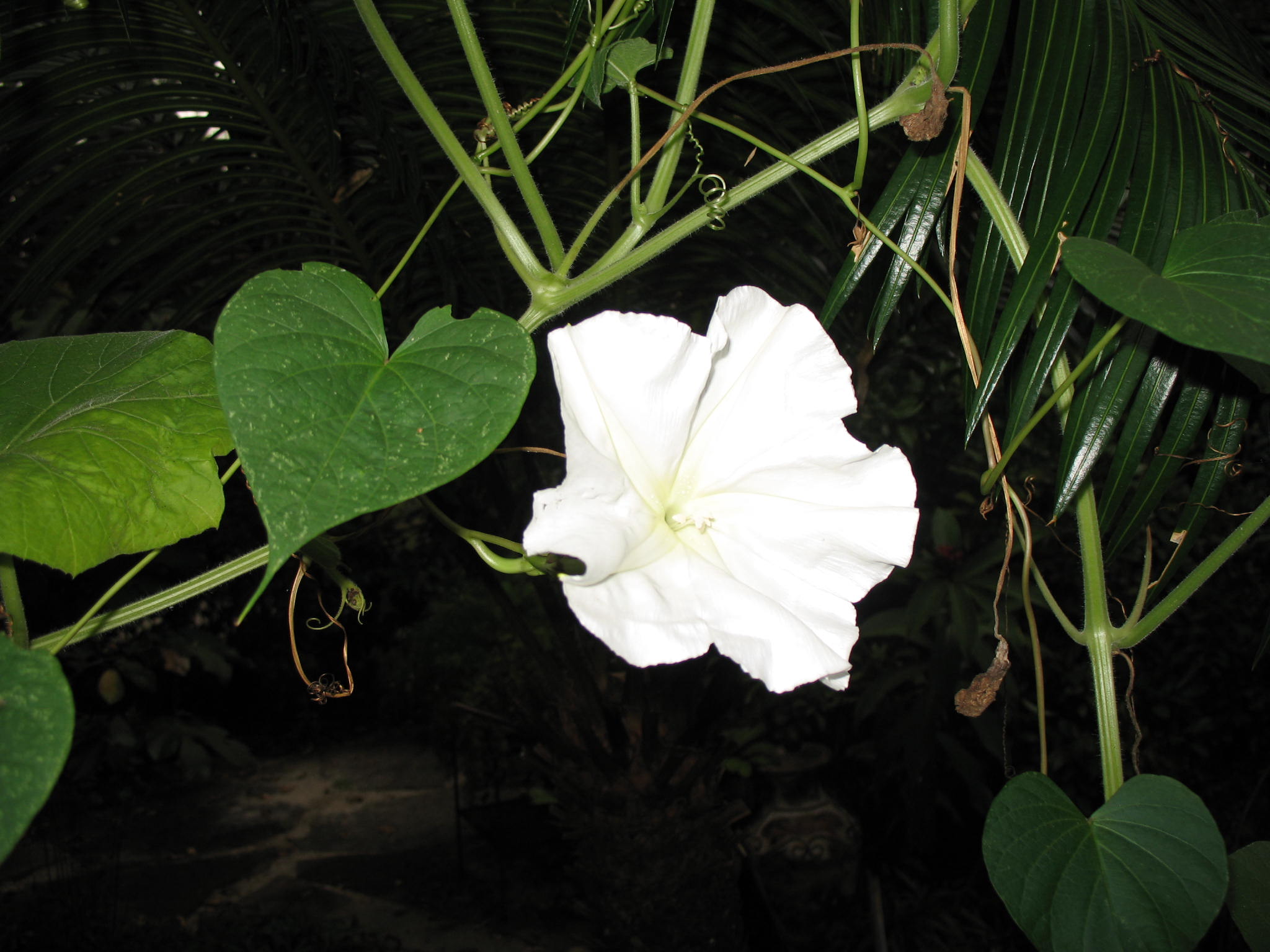 Calonyction aculeatum  / Moonflower