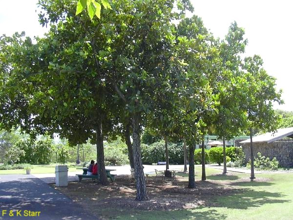 Calophyllum inophyllum / Calophyllum inophyllum