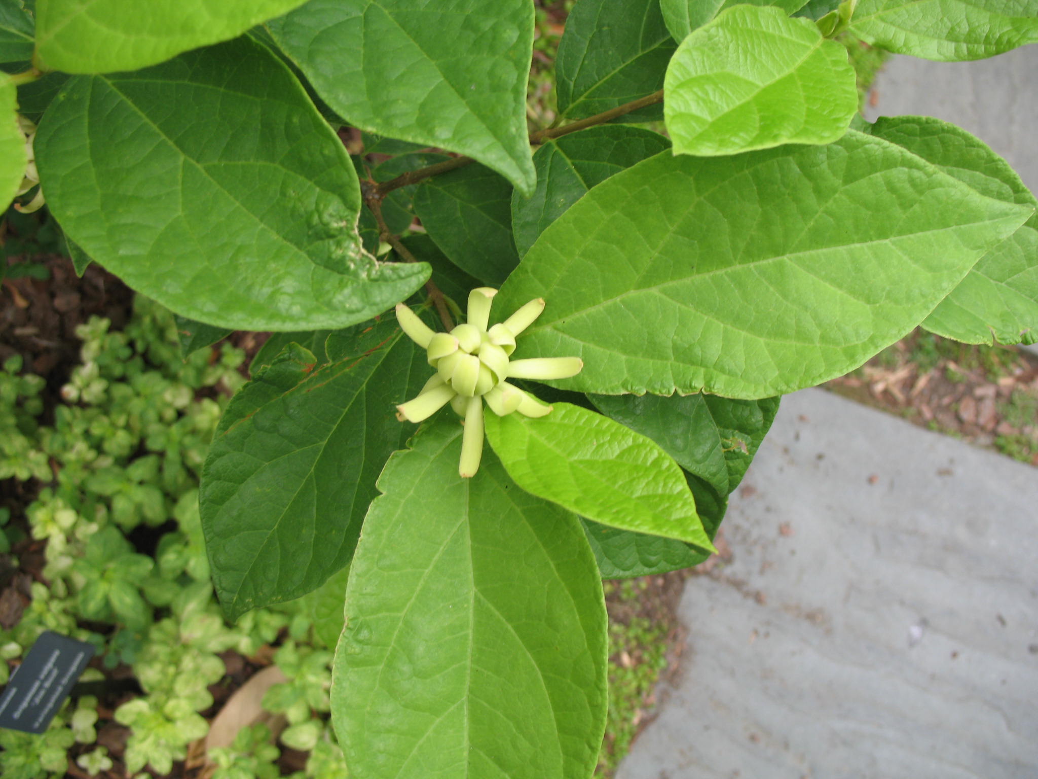 Calycanthus floridus 'Athens'   / Athen Sweet Shrub