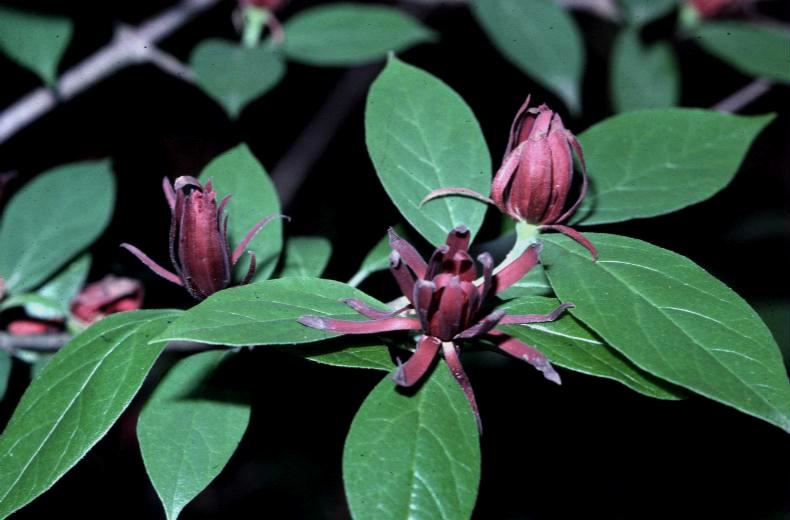 Calycanthus floridus  / Sweet Shrub