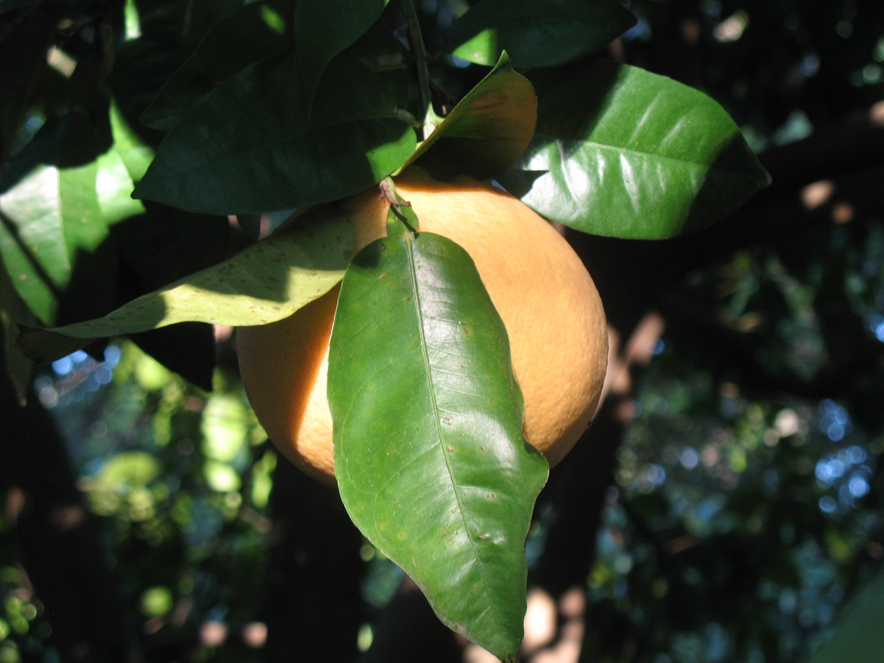 Citrus paradisi / Grapefruit