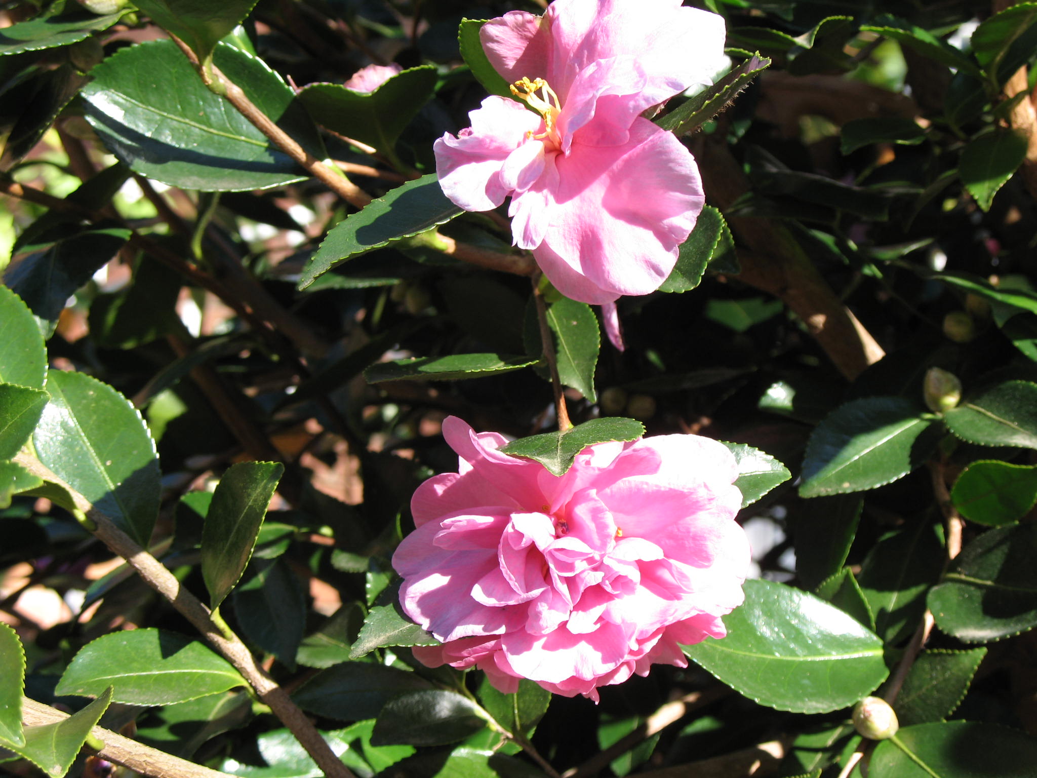 Camellia hiemalis / Chansonette Camellia