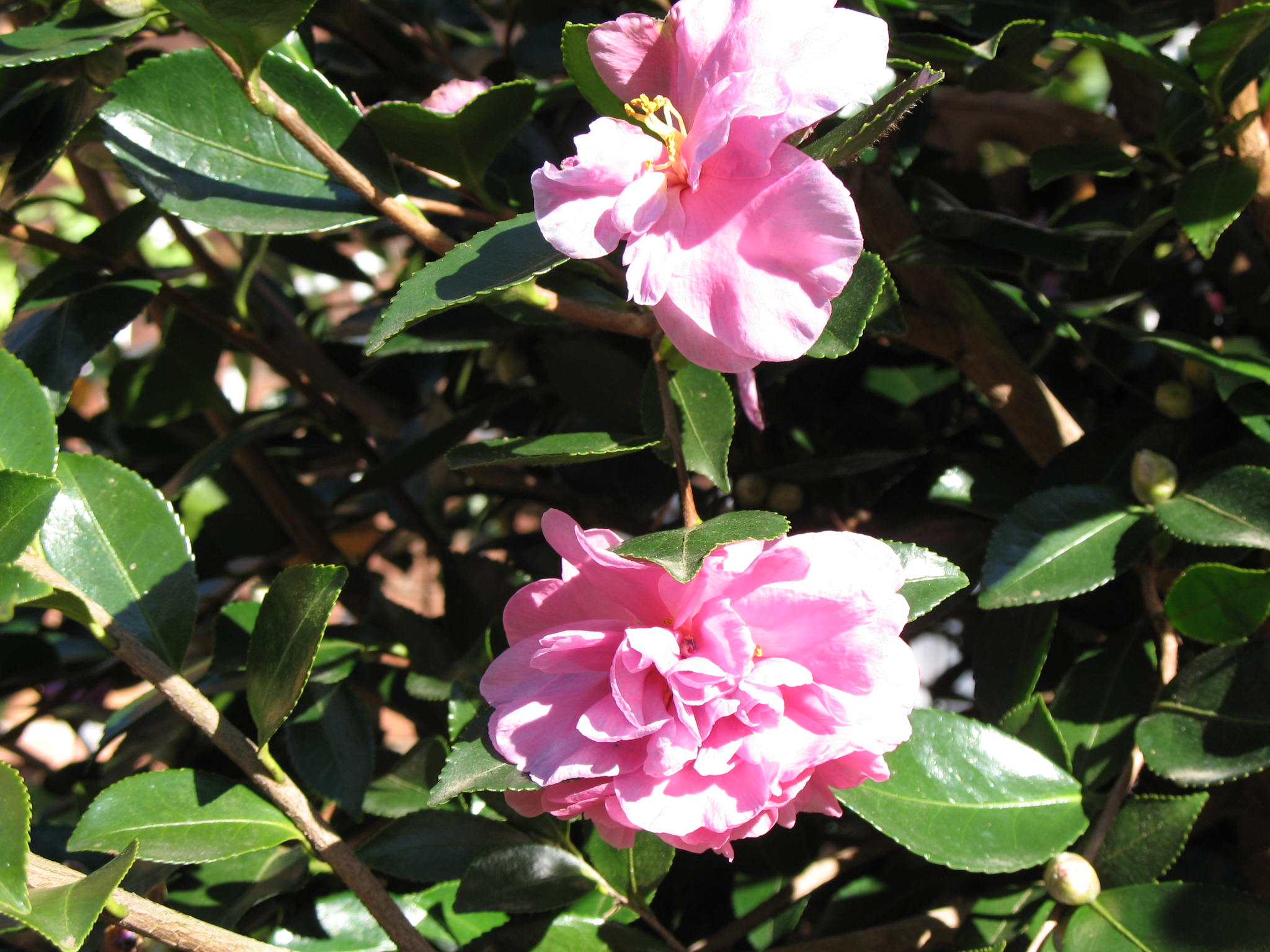 Camellia hiemalis / Camellia hiemalis