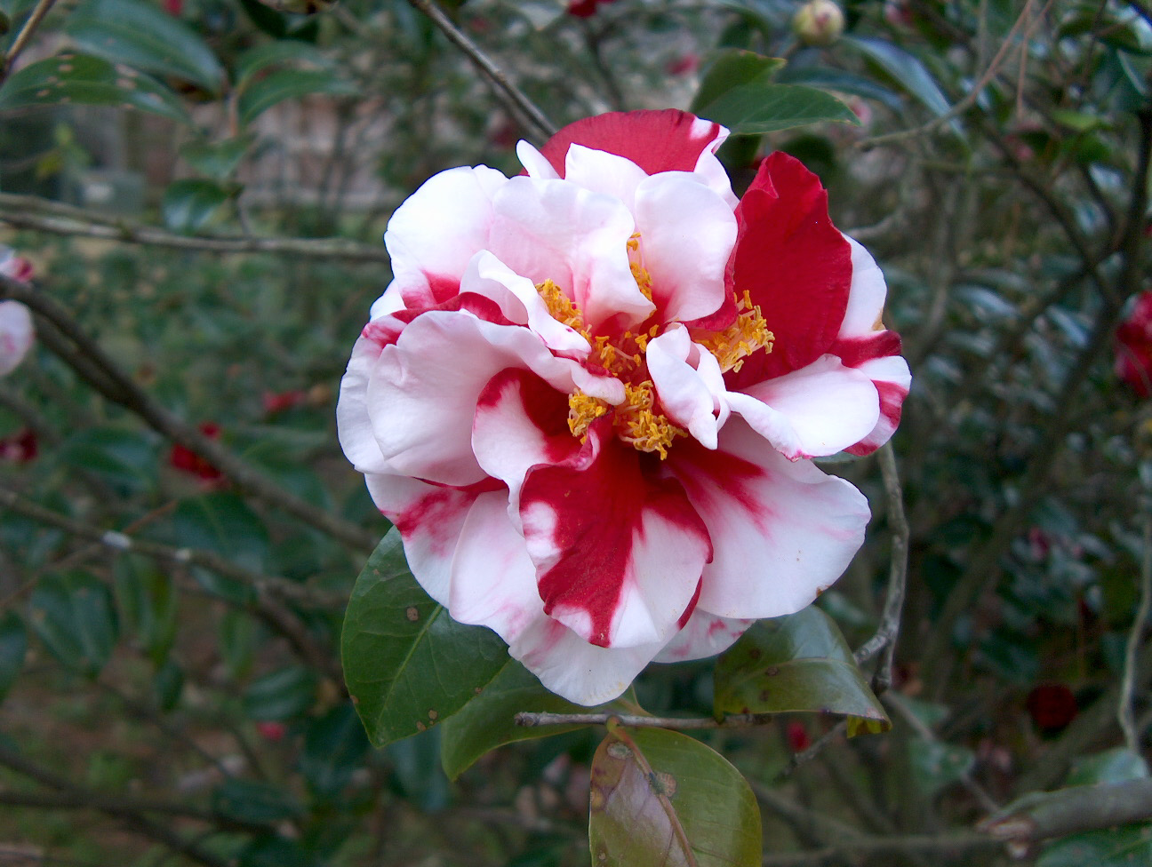 Camellia japonica 'Dixie Knight Supreme'   / Camellia japonica 'Dixie Knight Supreme'  