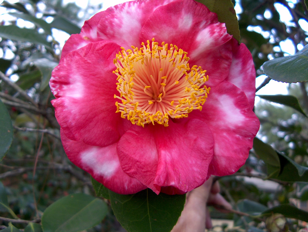 Camellia japonica 'R.L. Wheeler Variegated'   / R. L. Wheeler Variegated Camellia