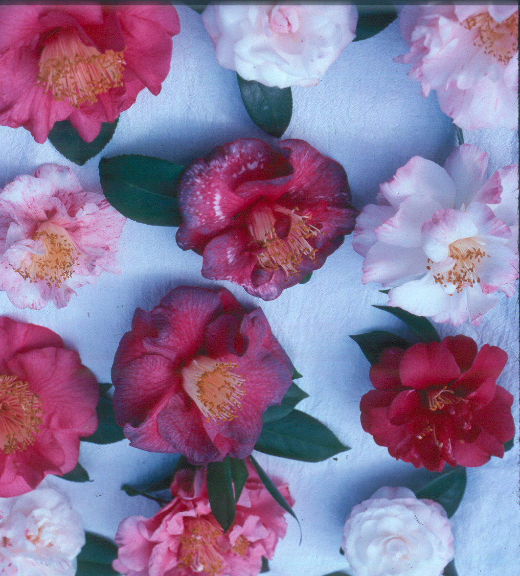 Camellia japonica  / Camellia