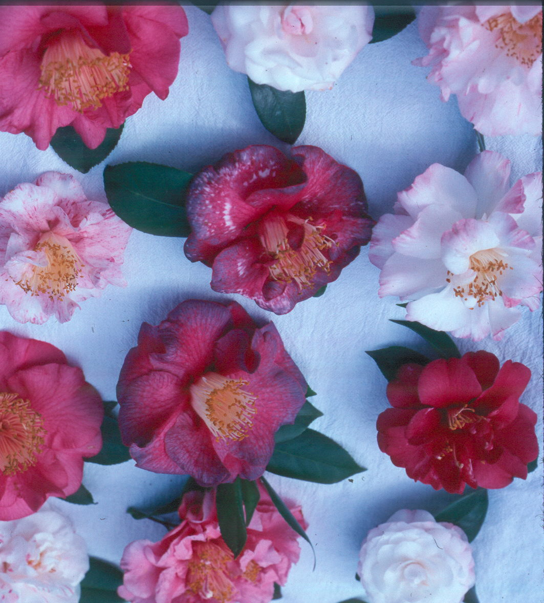 Camellia japonica  / Camellia japonica 