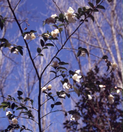 Camellia lutchuensis / Camellia lutchuensis