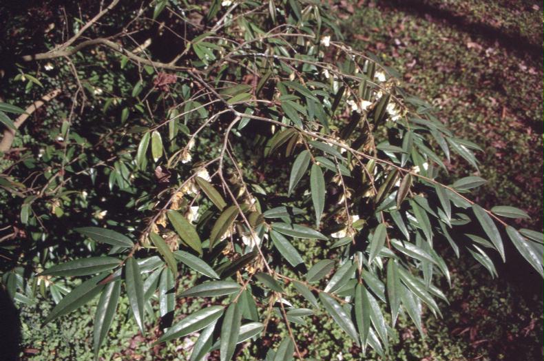 Camellia salicifolia / Camellia salicifolia