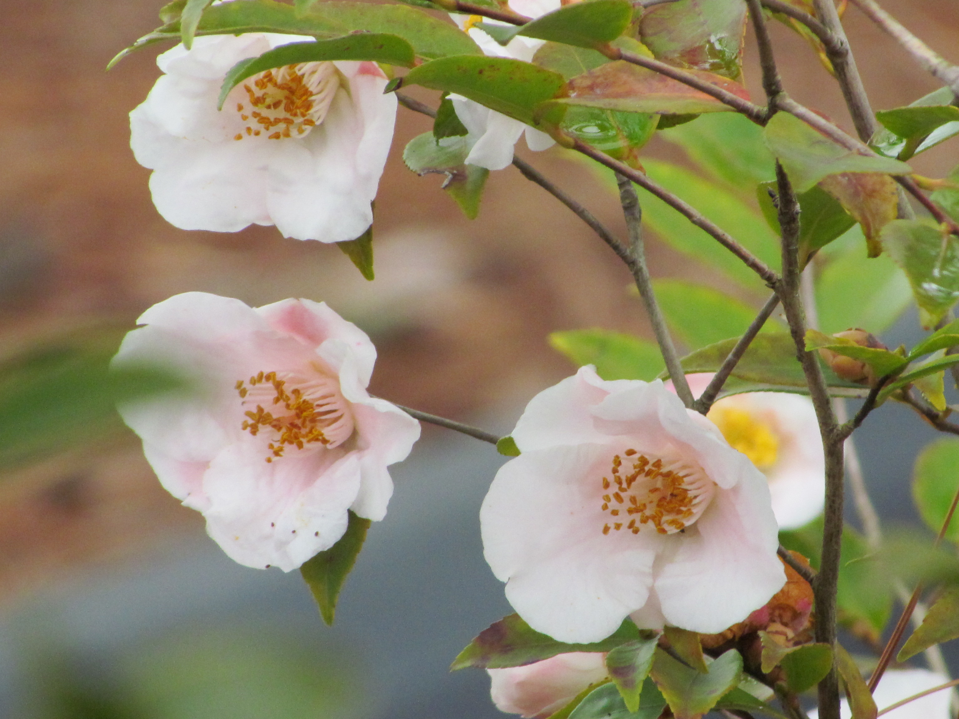 Camellia 'Quintessence' / Quintessence Camellia