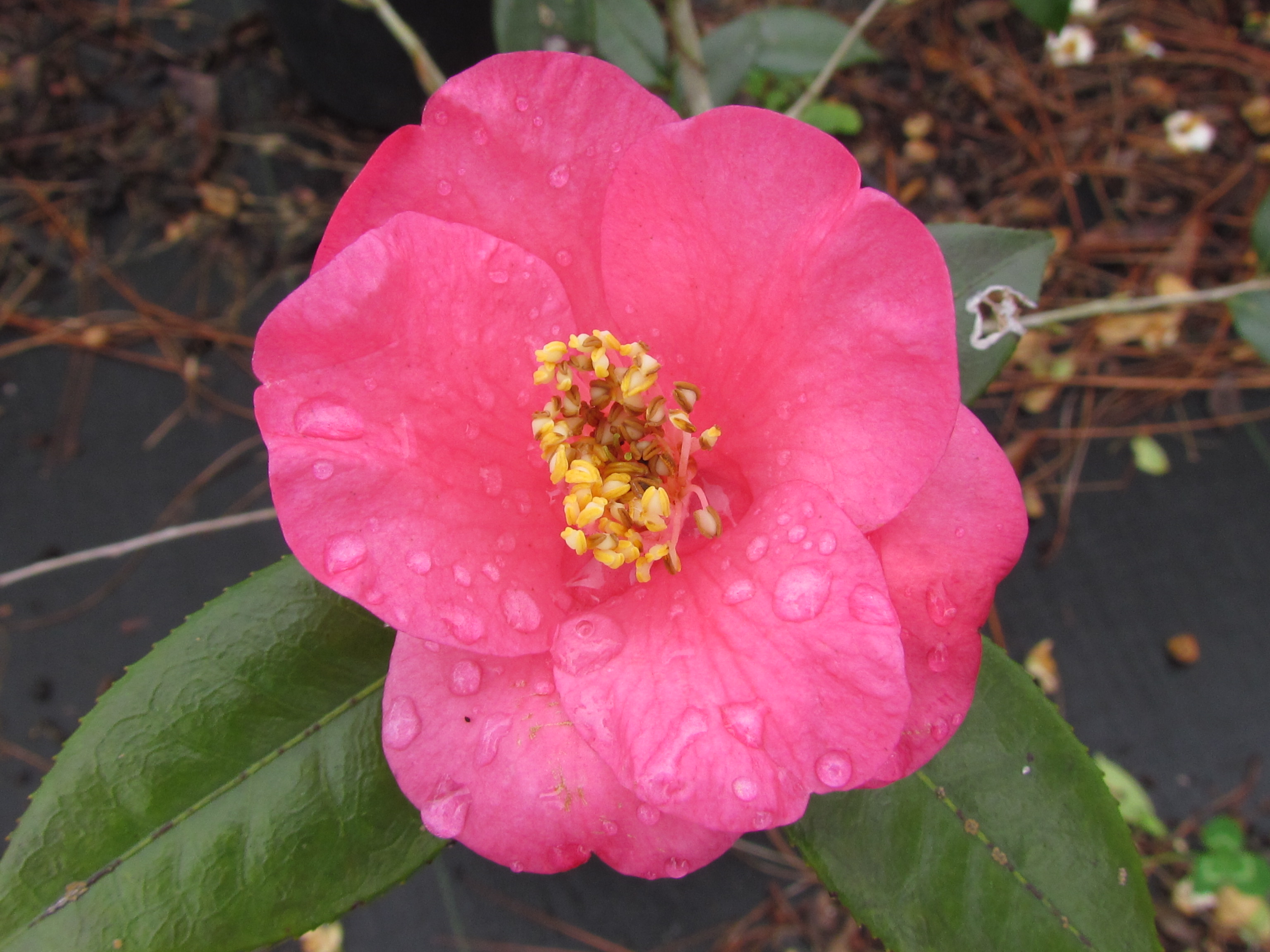 Camellia 'Christmas Rose' / Camellia 'Christmas Rose'