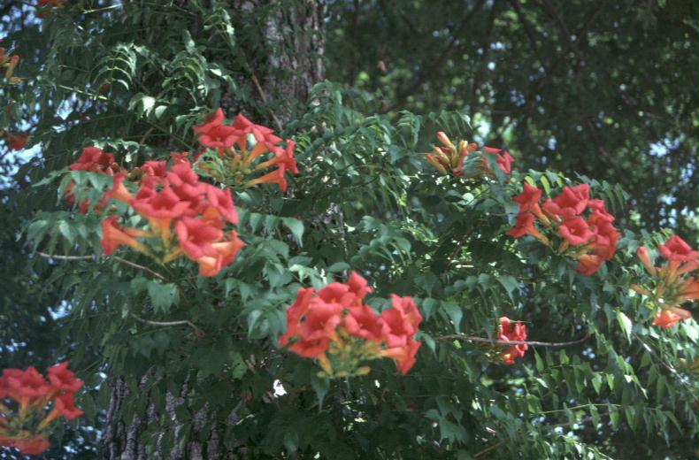 Campsis radicans / Trumpet Vine