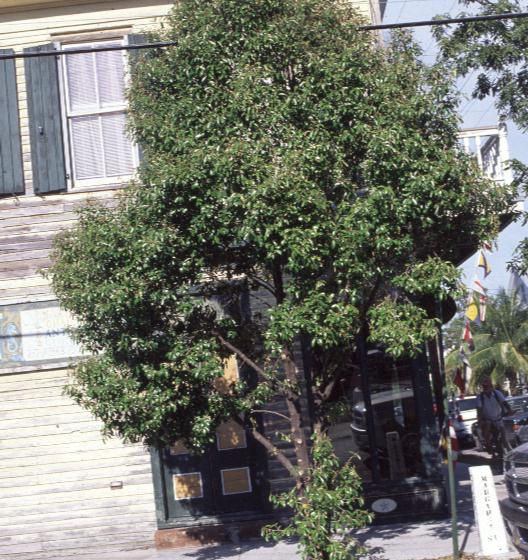 Capparis cynophallophora / Capparis cynophallophora