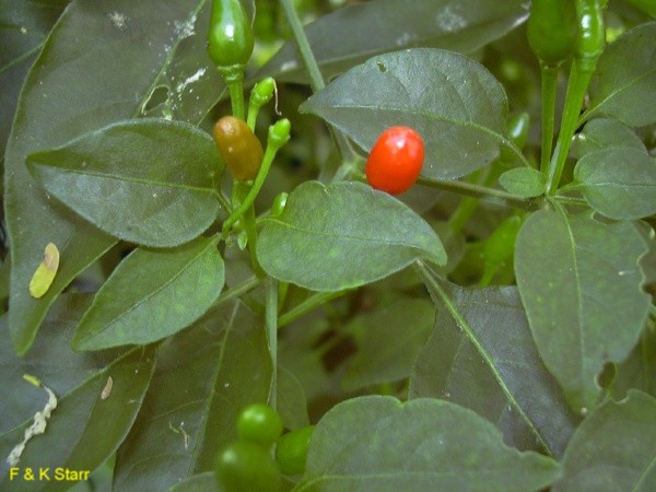 Capsicum frutescens / Capsicum frutescens