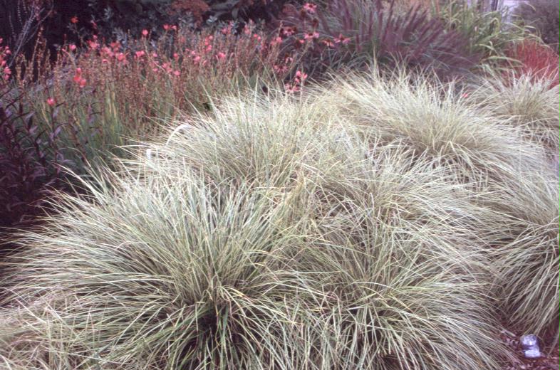 Carex morrowii 'Aureo-variegata' / Variegated Japanese Sedge