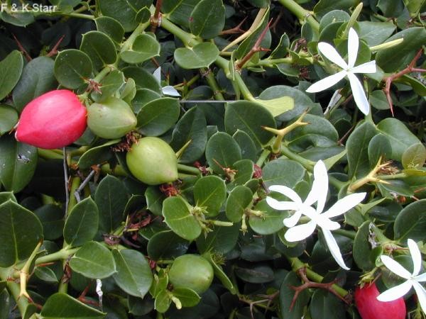 Carissa macrocarpa / Natal Plum
