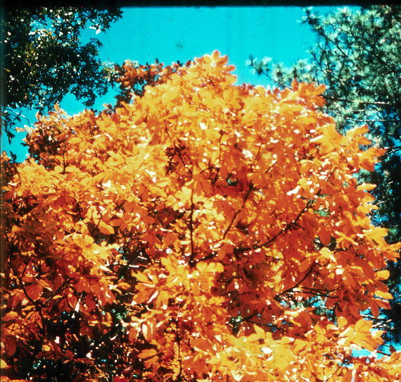 Carya glabra  / Coastal Pignut Hickory