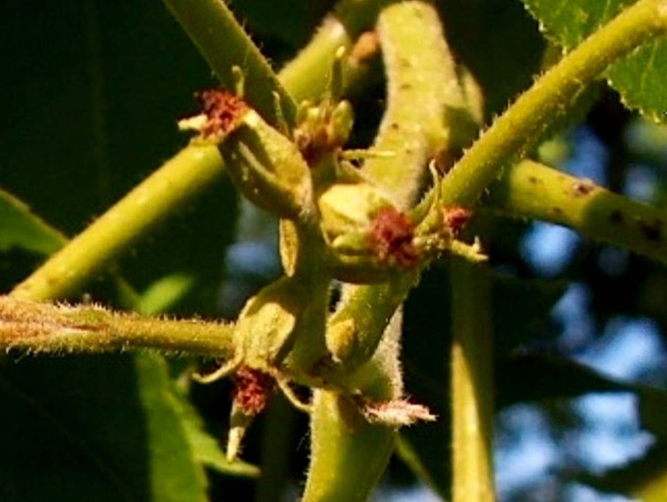 Carya illinoensis  / Pecan